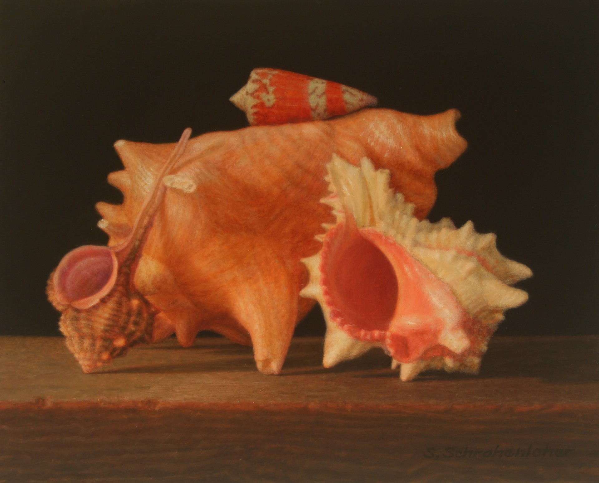 Ocean Shells by Sally Schrohenloher