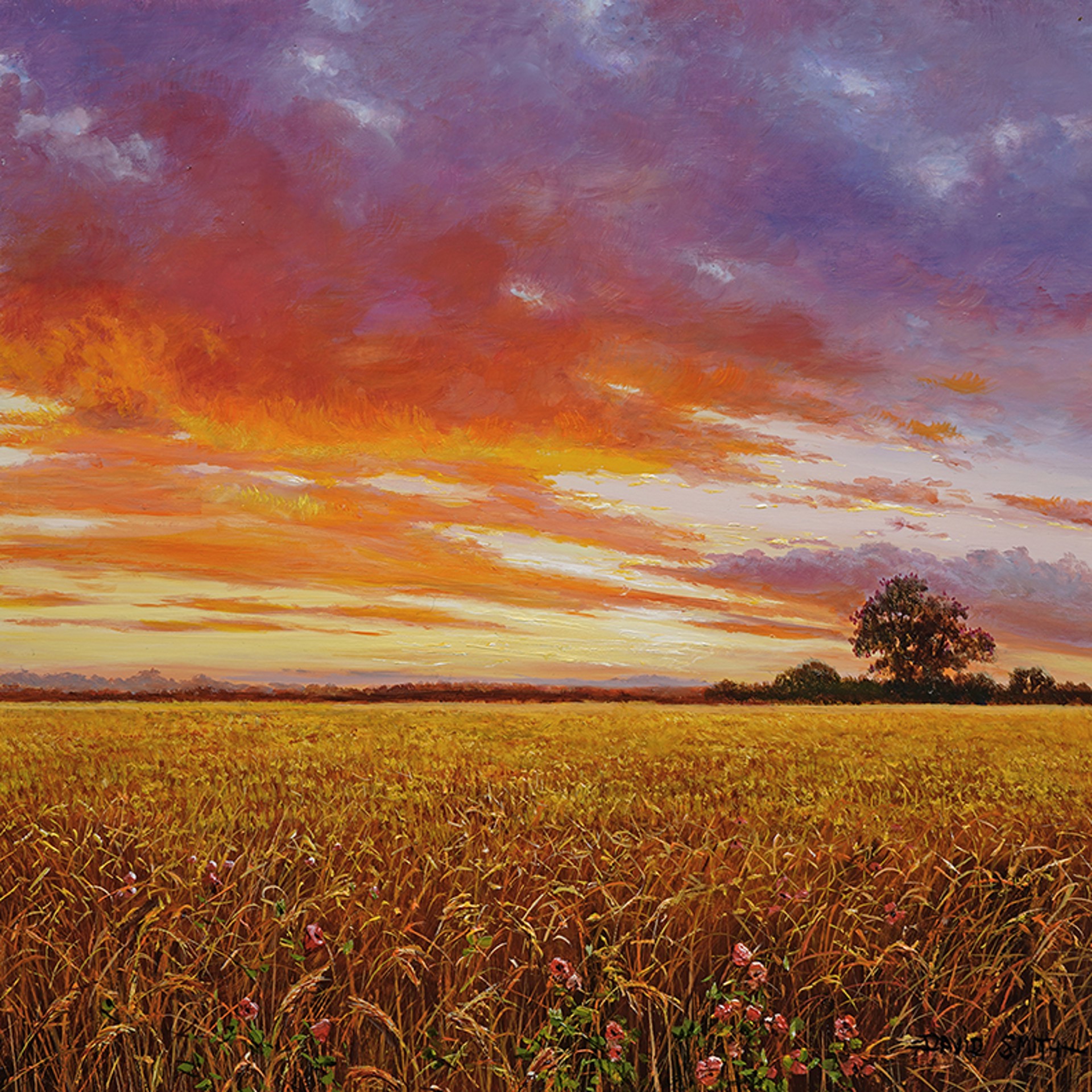 Barley Field at Sunset by David Smith