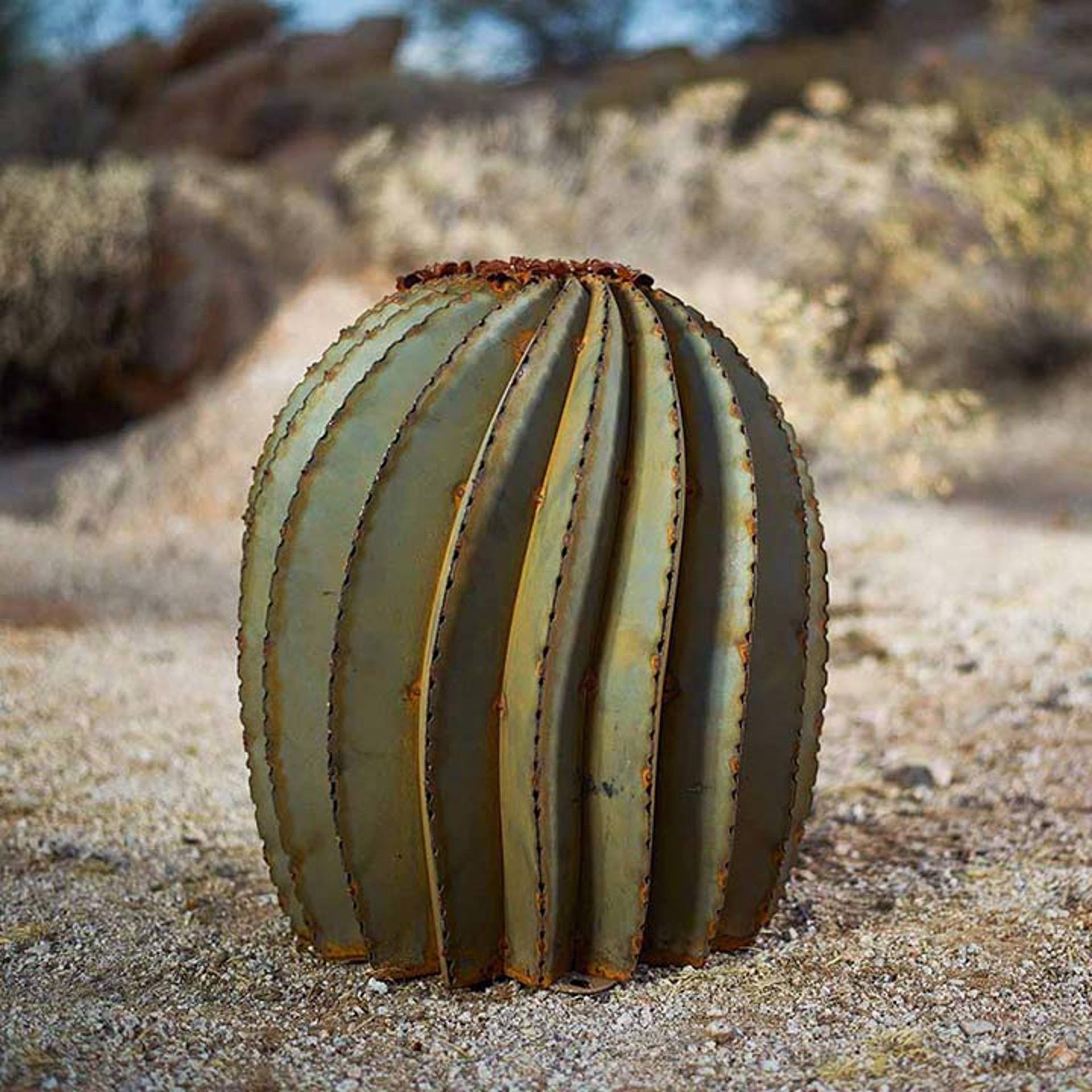Fishhook Barrel Cactus by Desert Steel