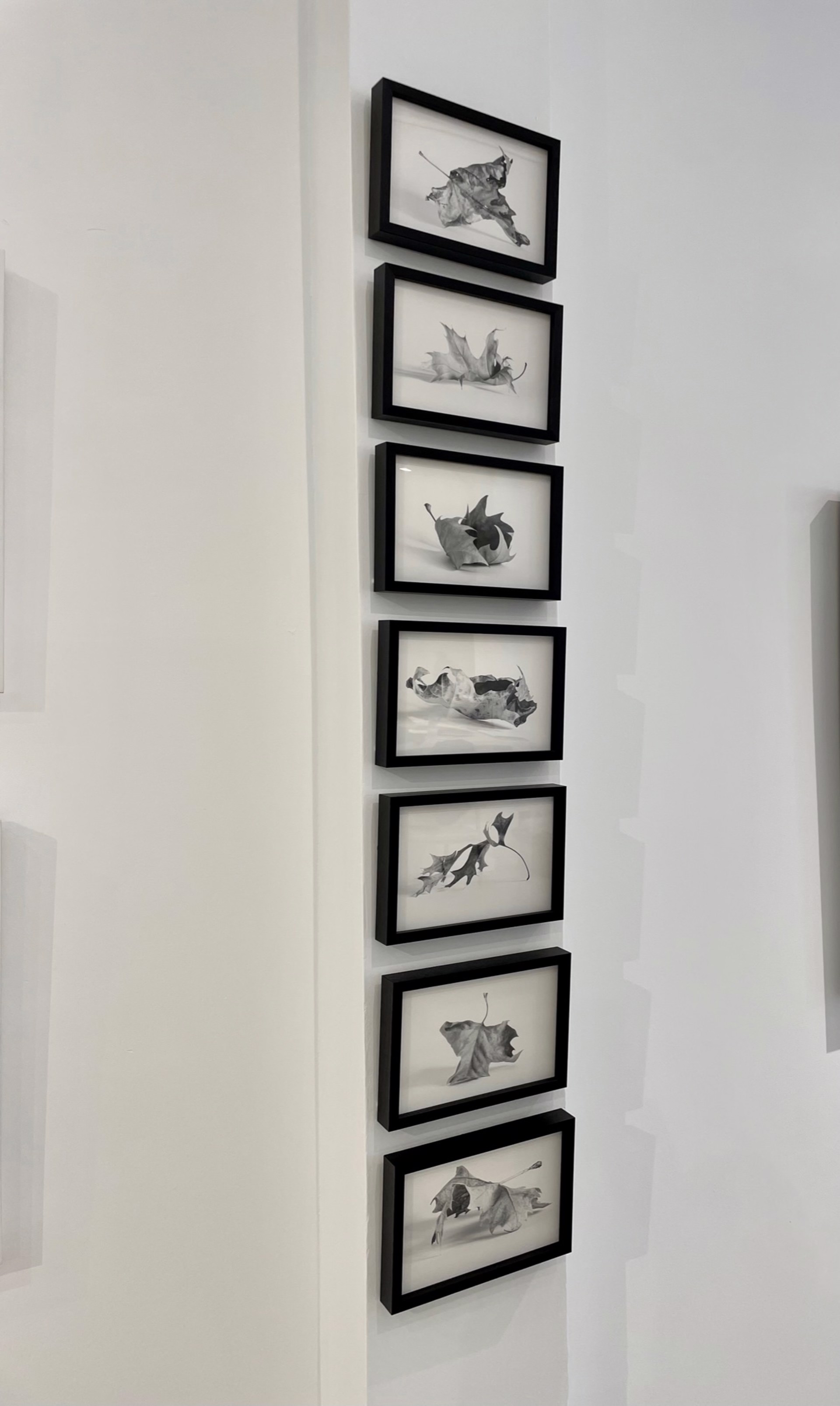Every Leaf series (set of 7 framed photographic prints) by Alyson Belcher