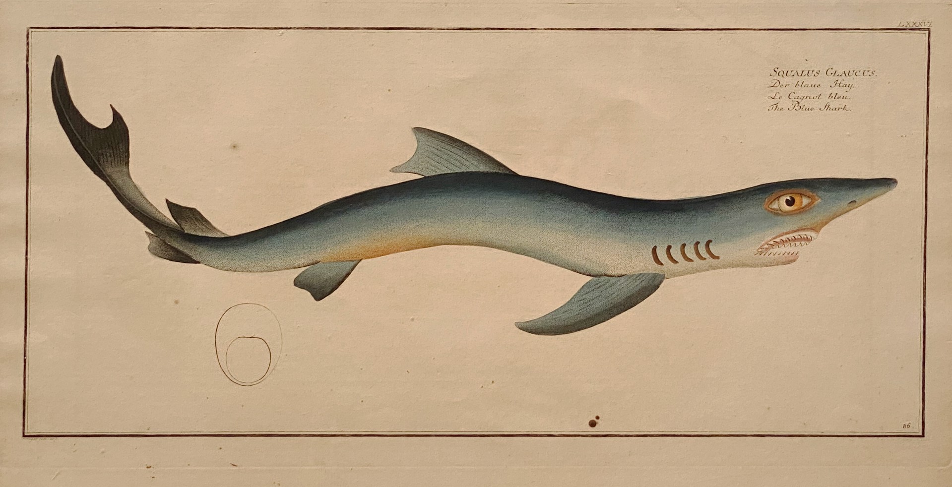 The Blue Shark, Squalus Glaucus from Itchyologie ou Histoire Naturelle, 1785 - 97 by Marcus Bloch