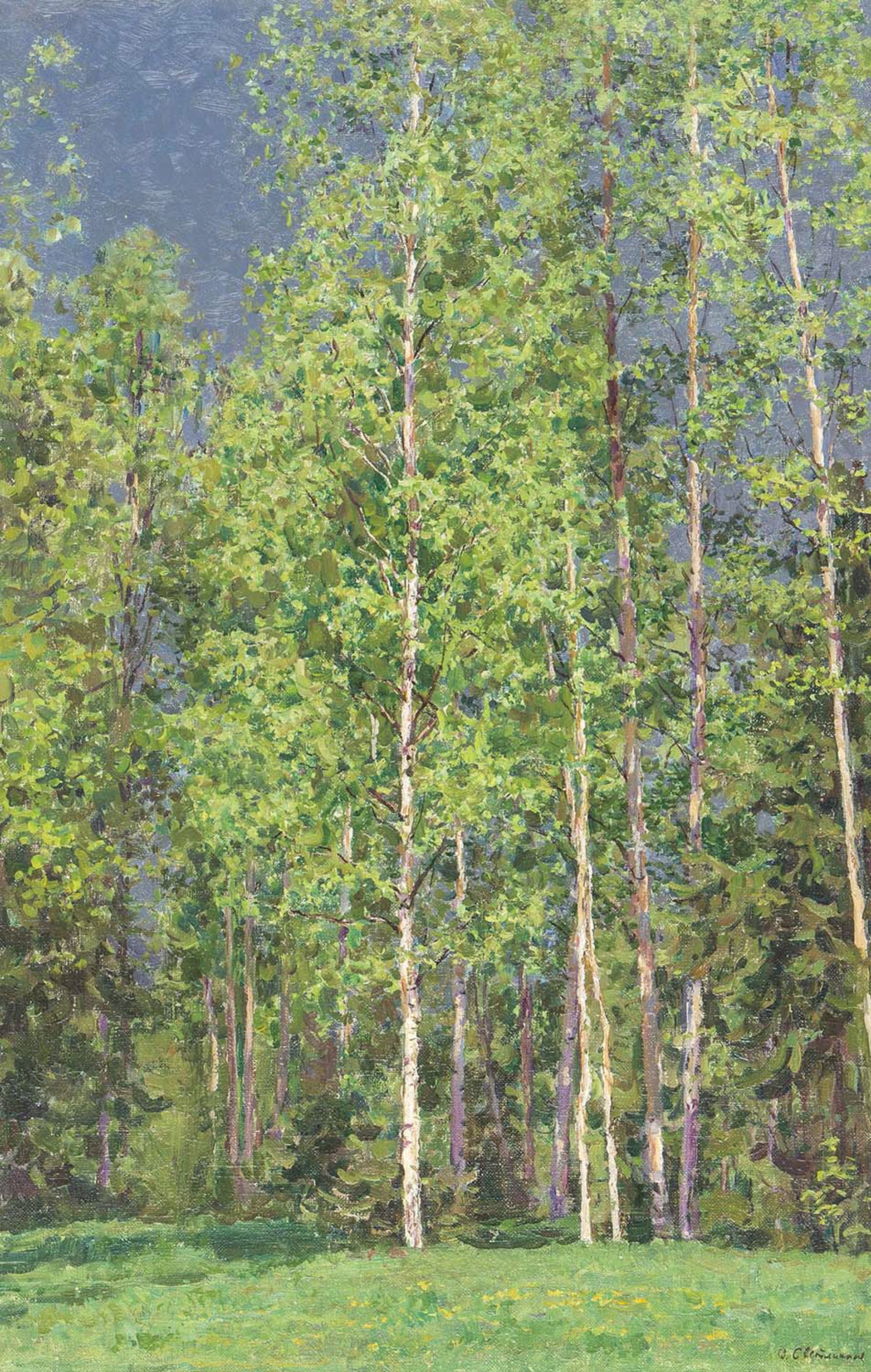 Birch Grove by Olga Svetlichnaya