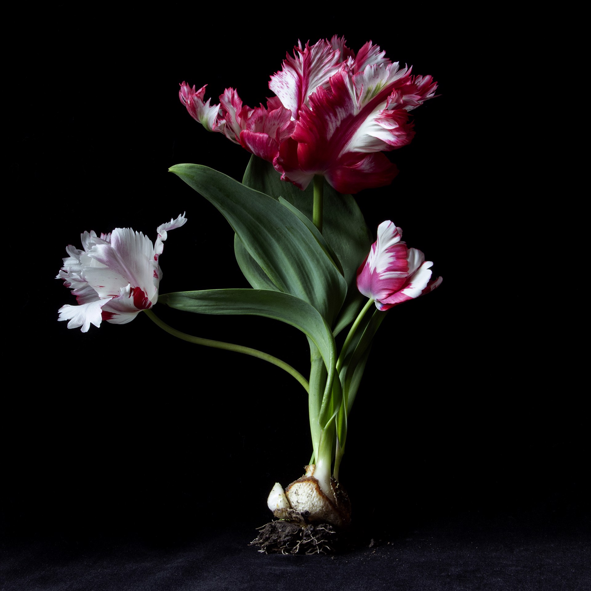Estella Rjinveld Tulip, 9946 by Molly Wood