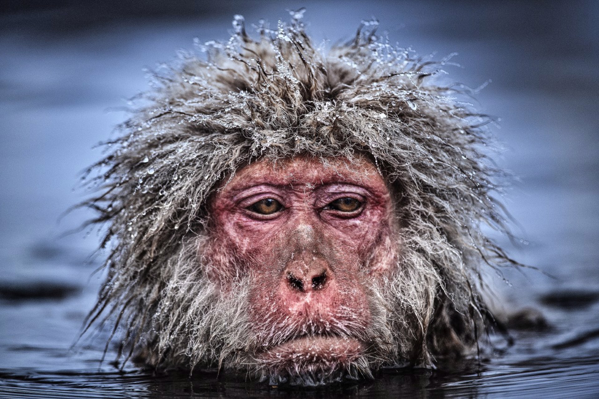 Grumpy Monkey by David Yarrow
