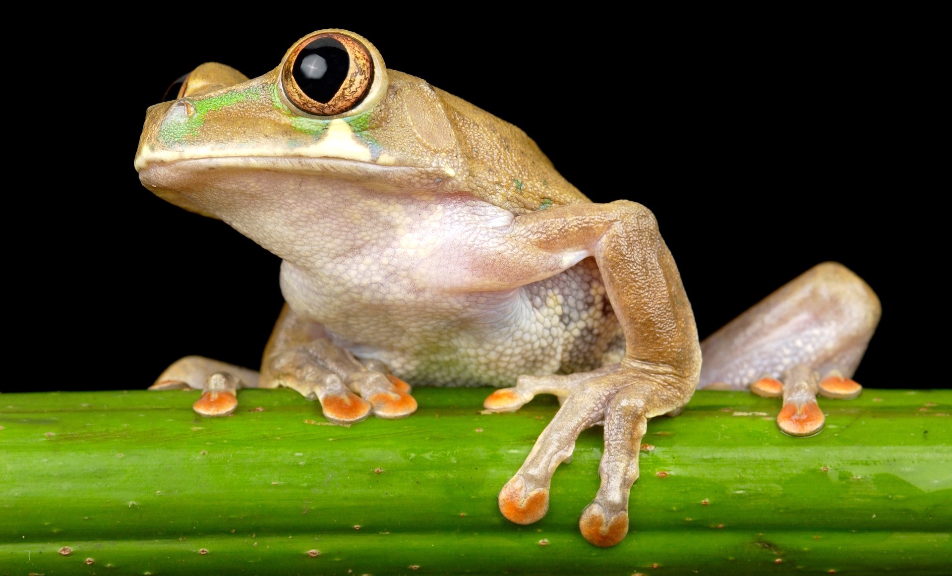 Gabon Tree Frog by Carlton Ward Jr