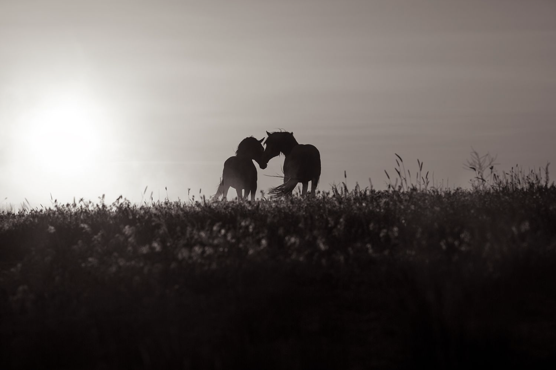 A Photograph Of Wild Horses In A Field By Kimerlee Curyl At Gallery Wild