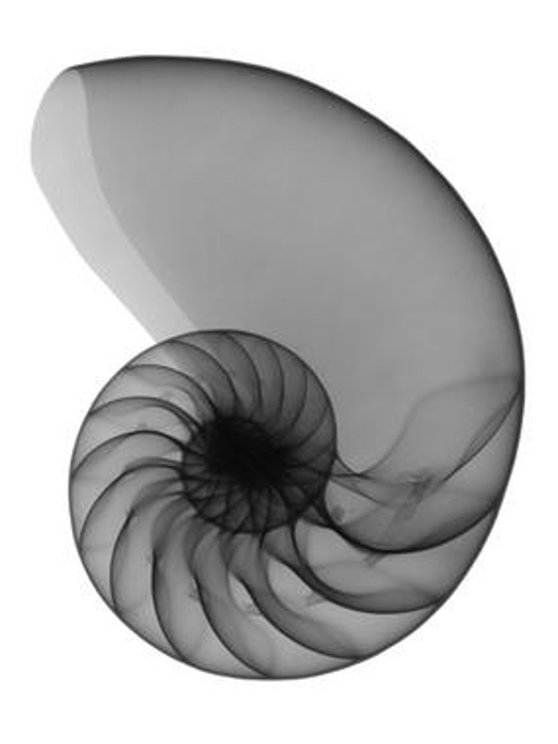 Chambered Nautilus #1 by Don Dudenbostel