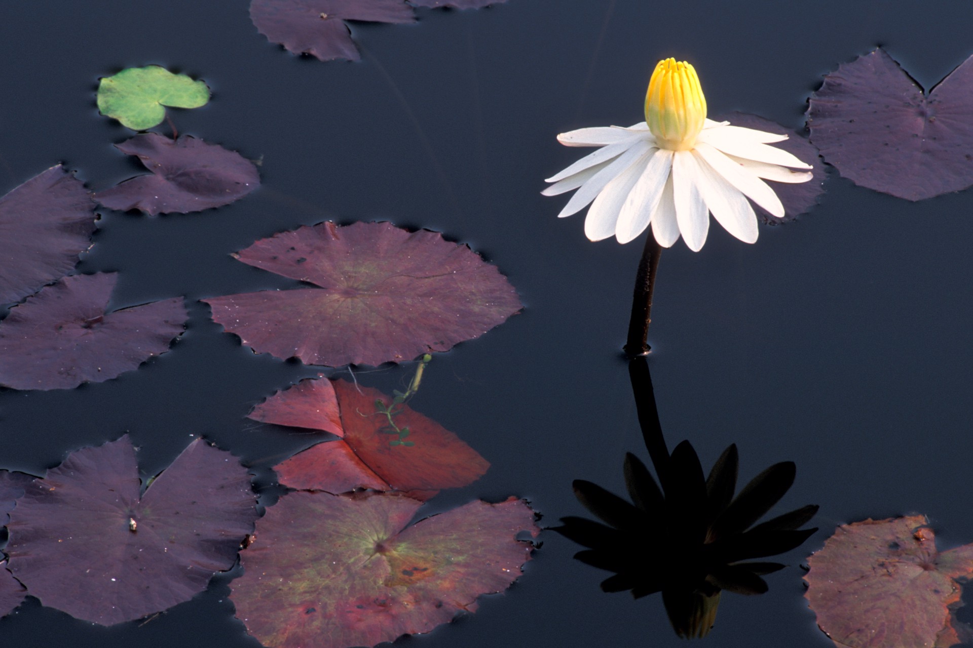 Gamba Water Lily by Carlton Ward Photography