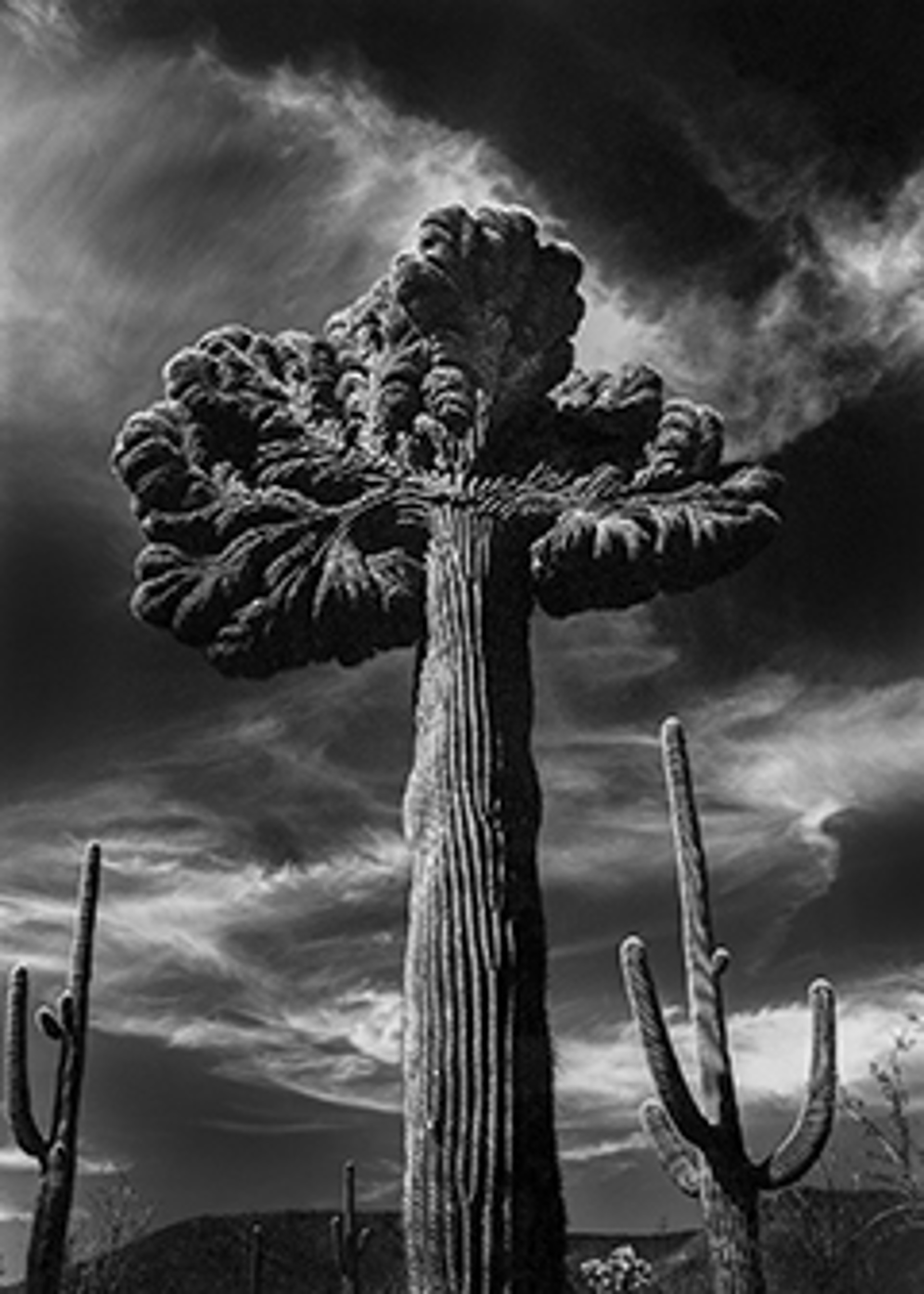 Crystated Saguaro Grand Viejo 20 x 16 by Lance Bell