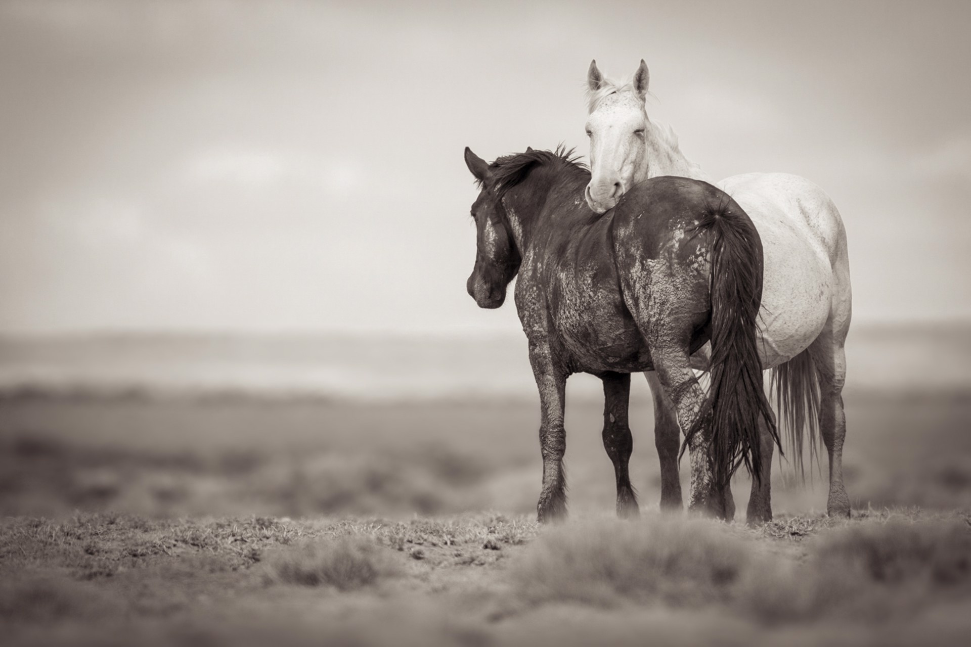 Black And White Photograph Featuring White Horse Resting Its Head On The Back Of Black Horse In Open Plain With Sepia Tone