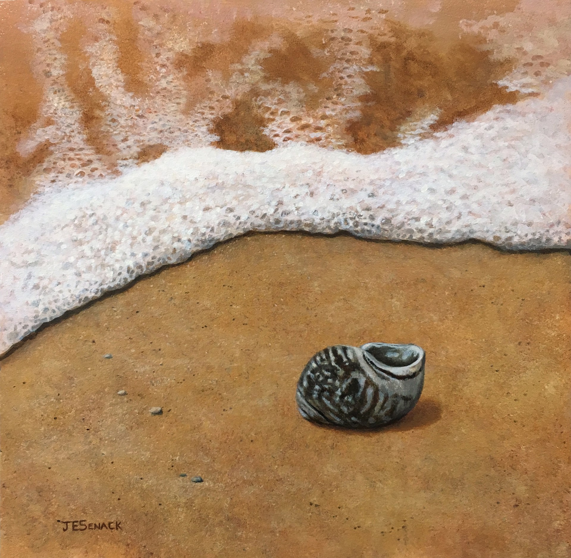 Periwinkle Shell by J.Elaine Senack