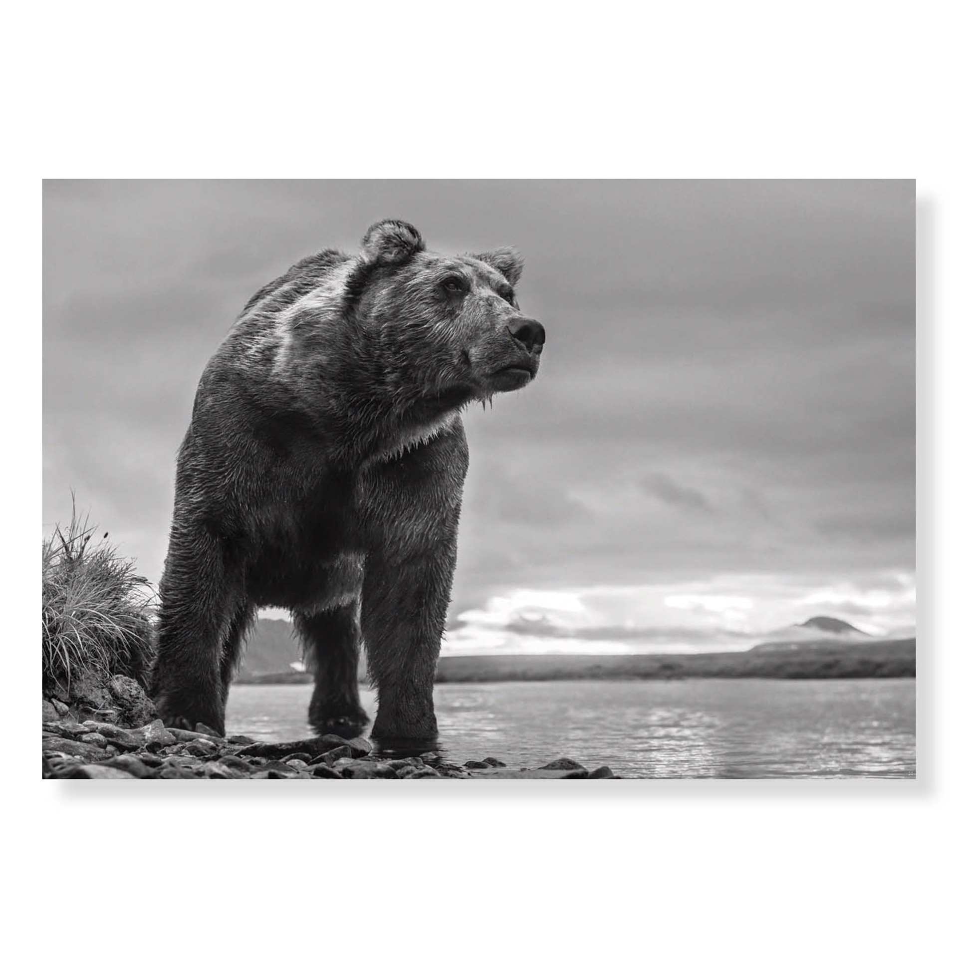Predator by David Yarrow
