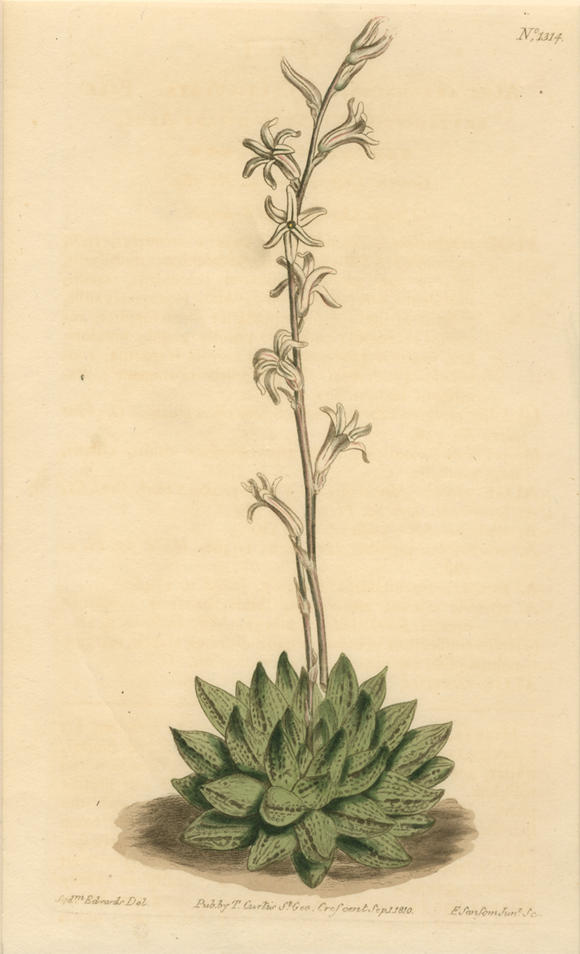 Haworthia Pumila, Plate 1314