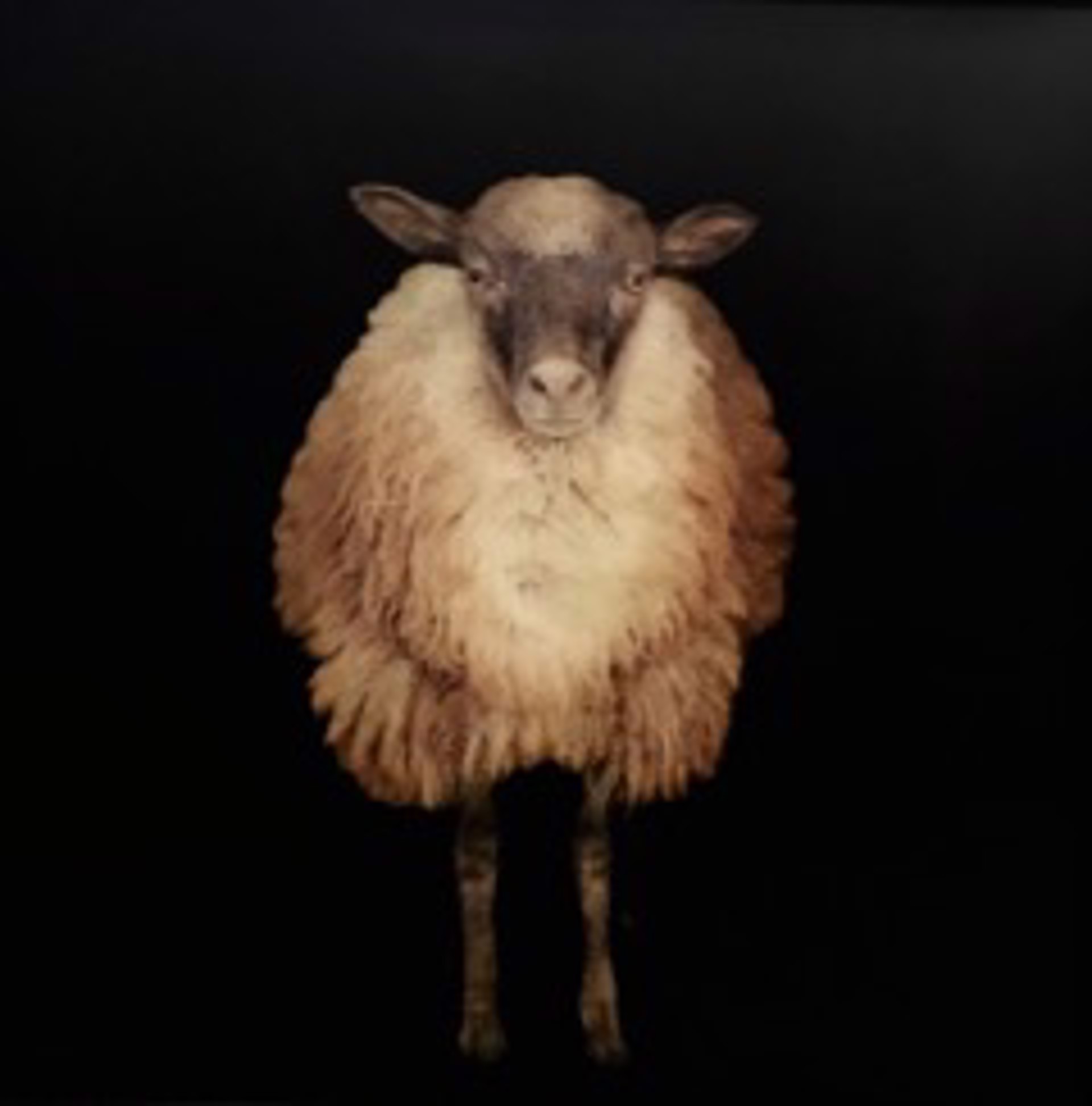 Baa, Baa Black Sheep  by Dawne Raulet
