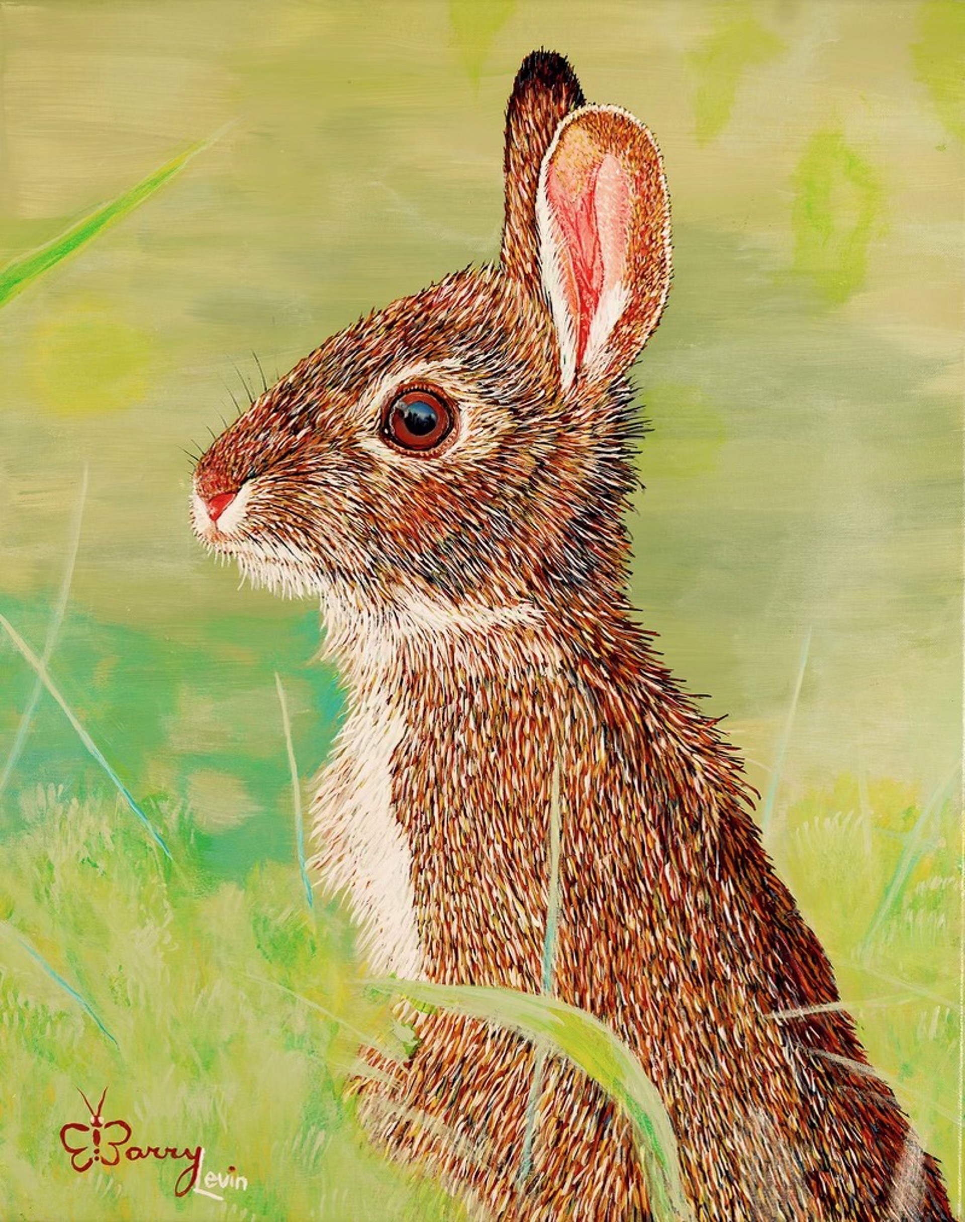 Marsh Rabbit by Barry Levin