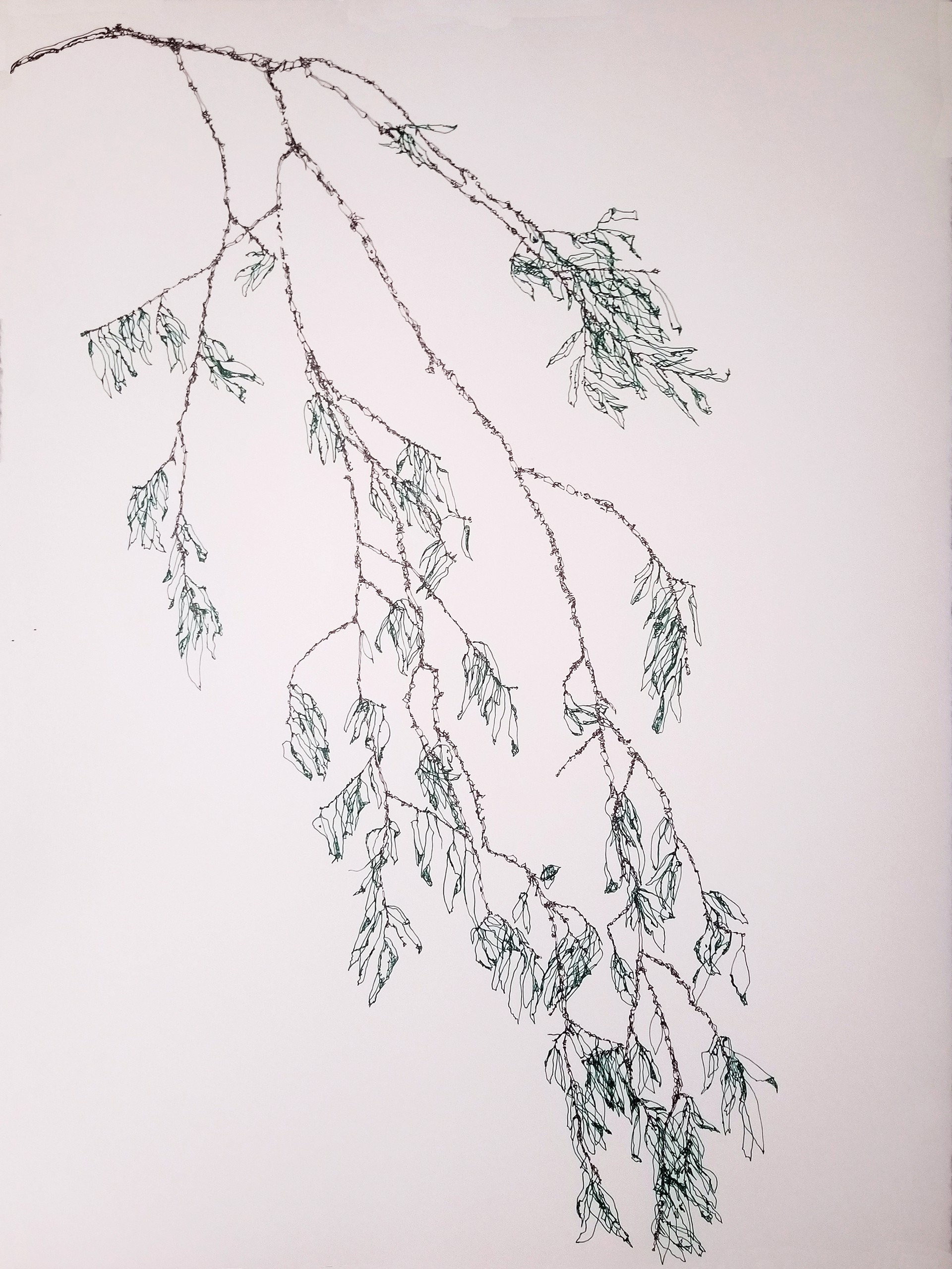 9,037 tracings of parts of a branch by John Adelman