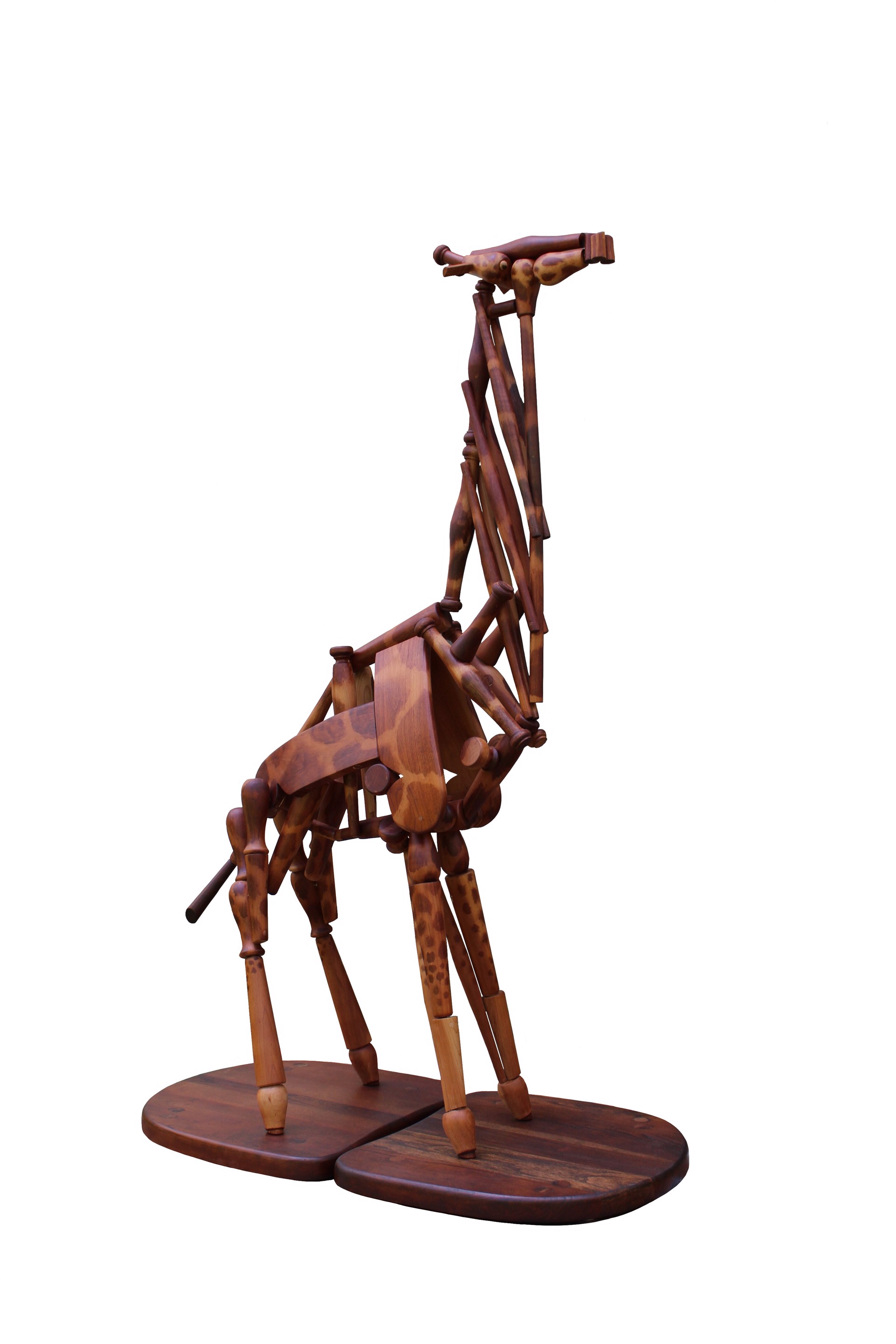 Reticulated Giraffe by José Pablo Barreda