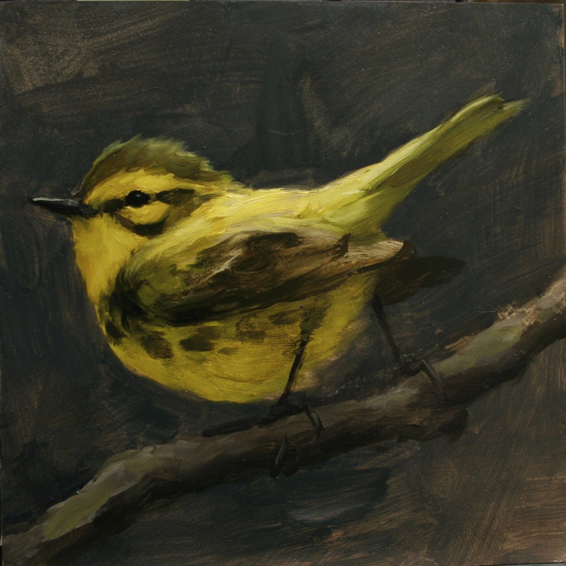 Prairie Warbler by Larisa Brechun