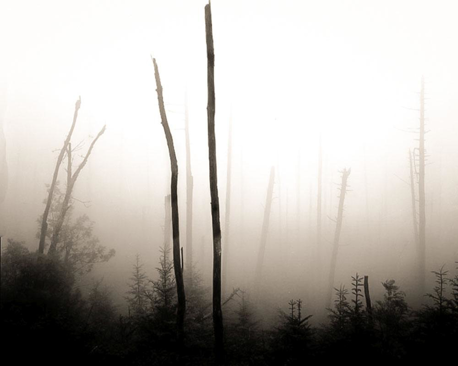 Two Trees in Fog, Mt Mitchell, NC (#145) by Frank Hunter