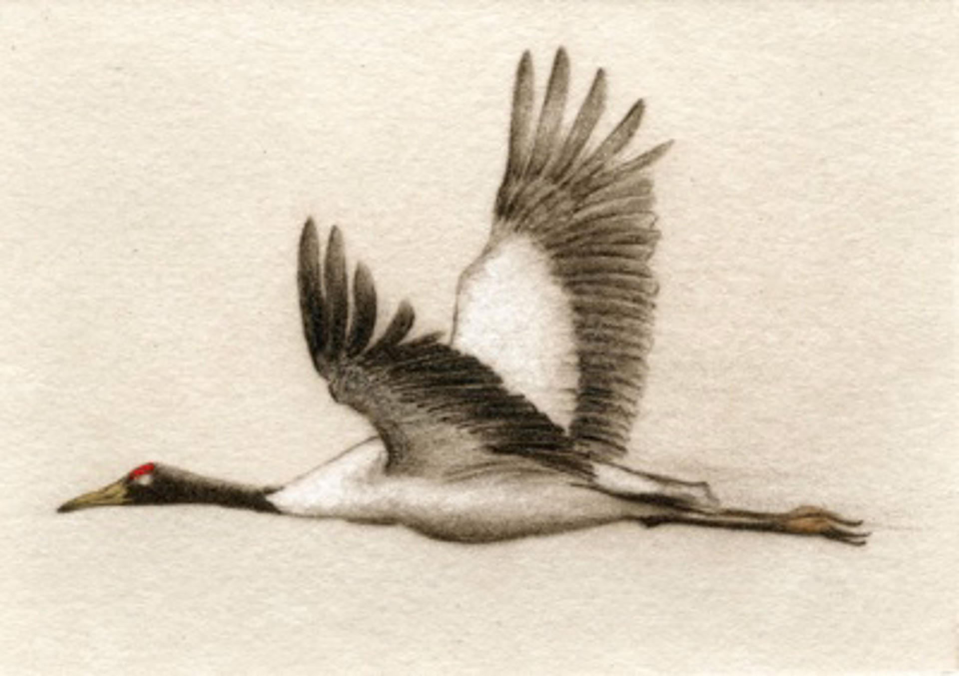 Black-necked Crane - unframed, #10/100 by Melanie Fain
