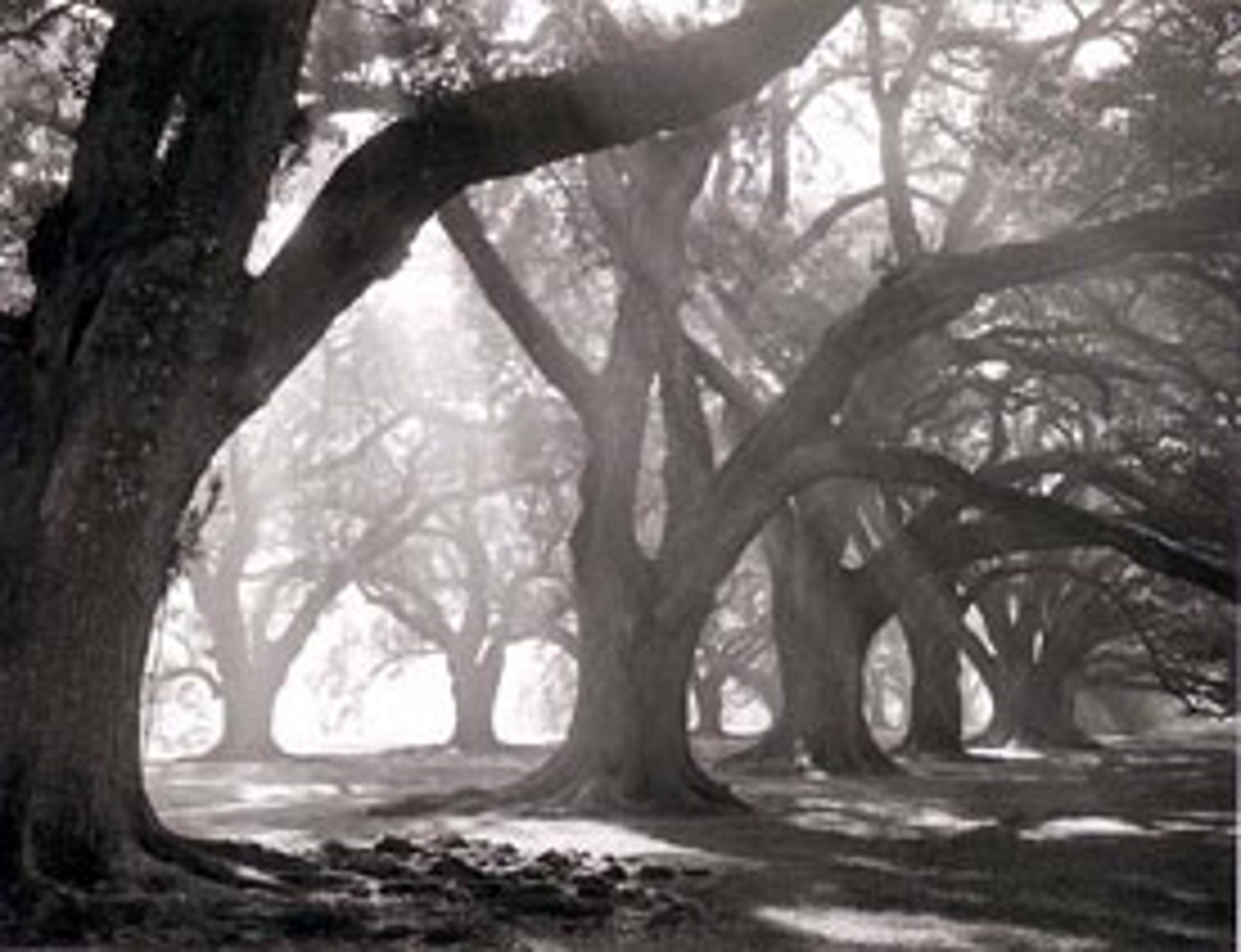 Oak Alley Morning by William Guion