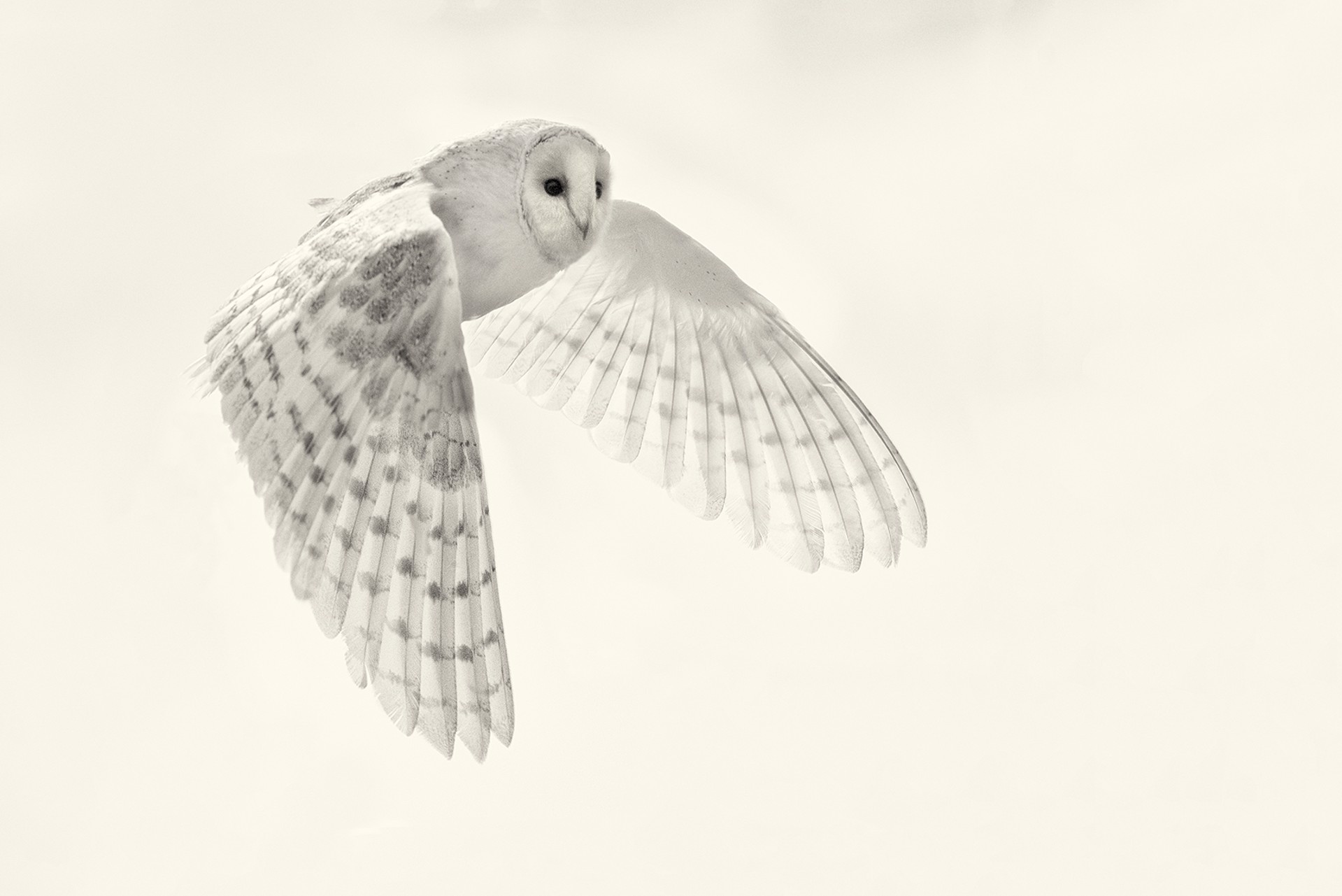 Barn Owl Study 4 (edition of 12) by Beth Moon