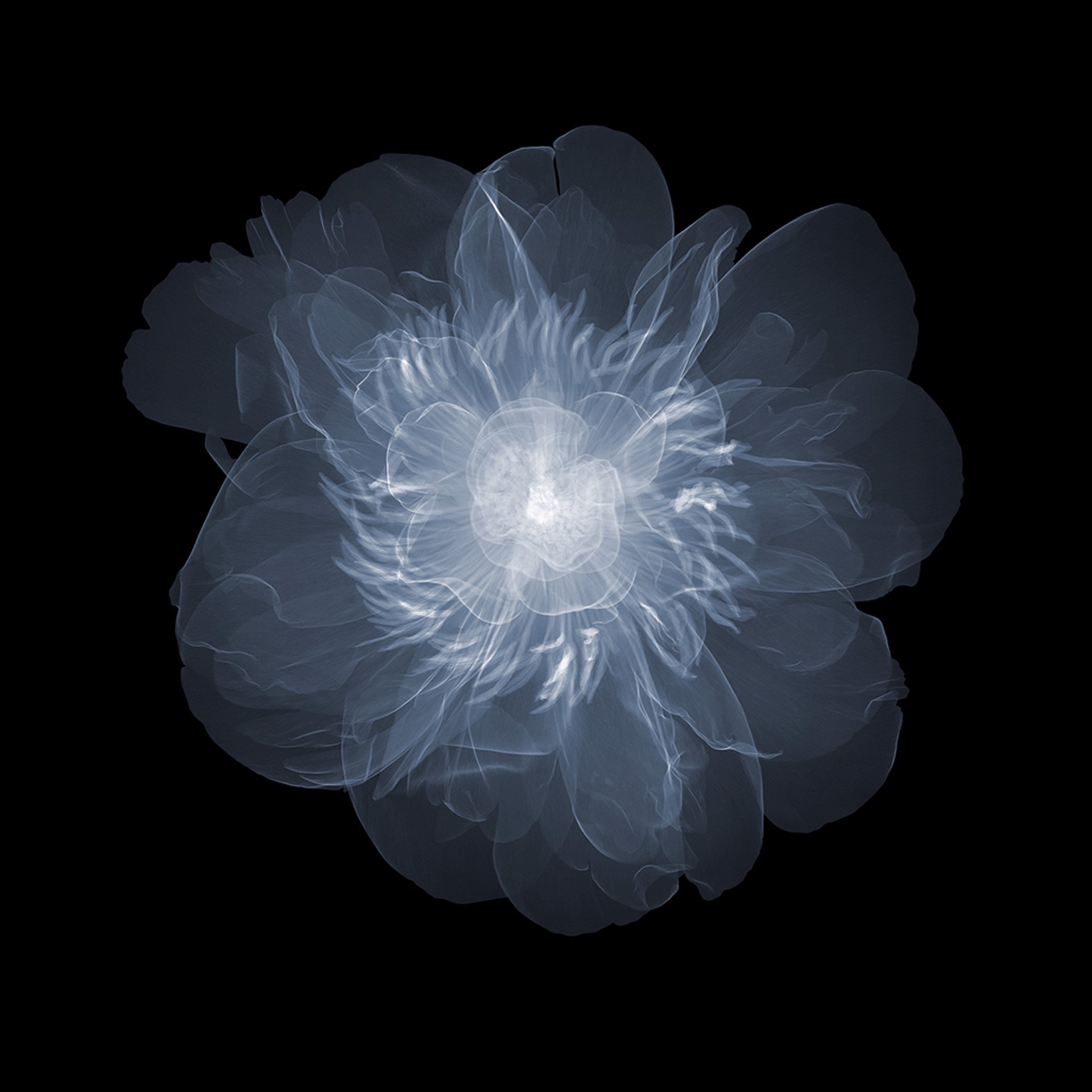 Peony Above by Nick Veasey