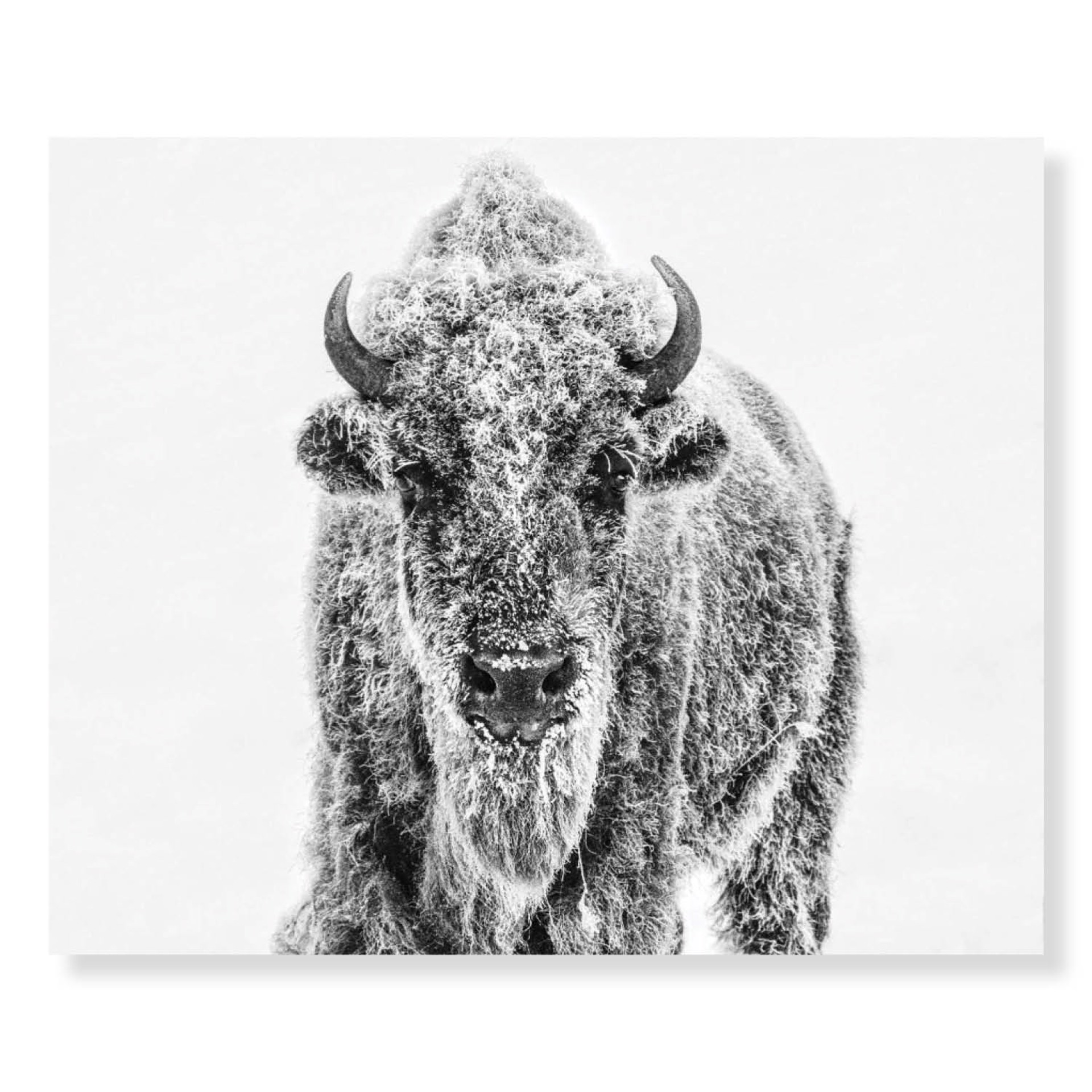 Ice Age by David Yarrow
