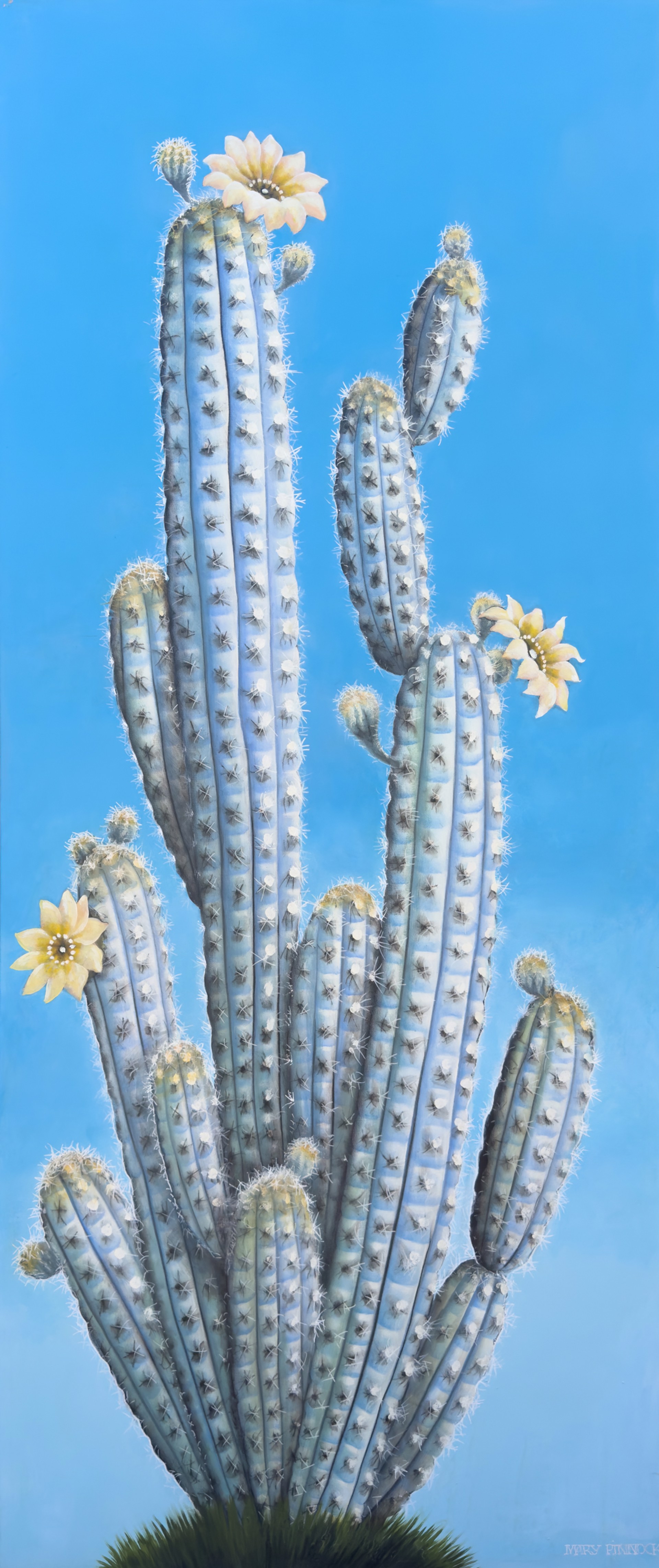Rare Brazillian Cacti by Mary Pinnock