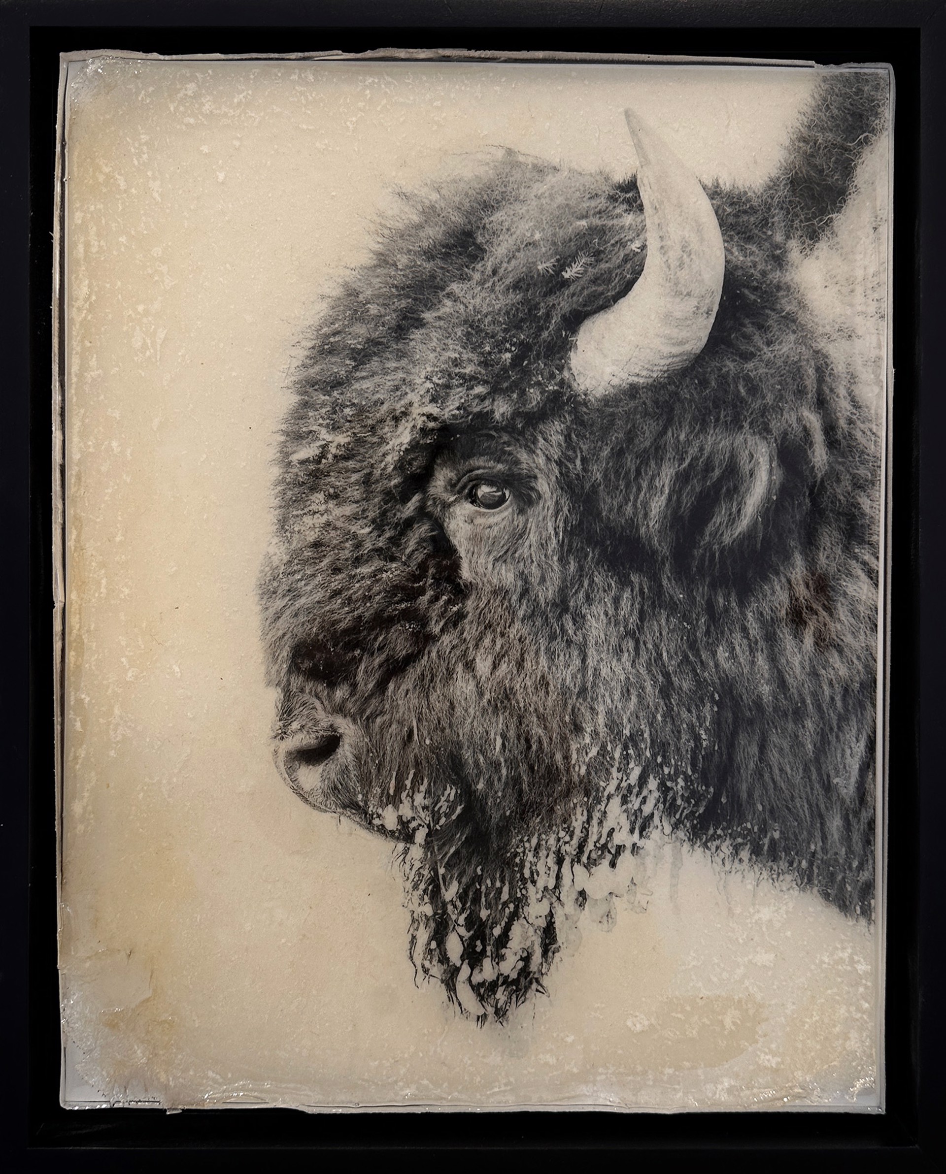 Original Black And White Photo Of A Buffalo Vintage Style