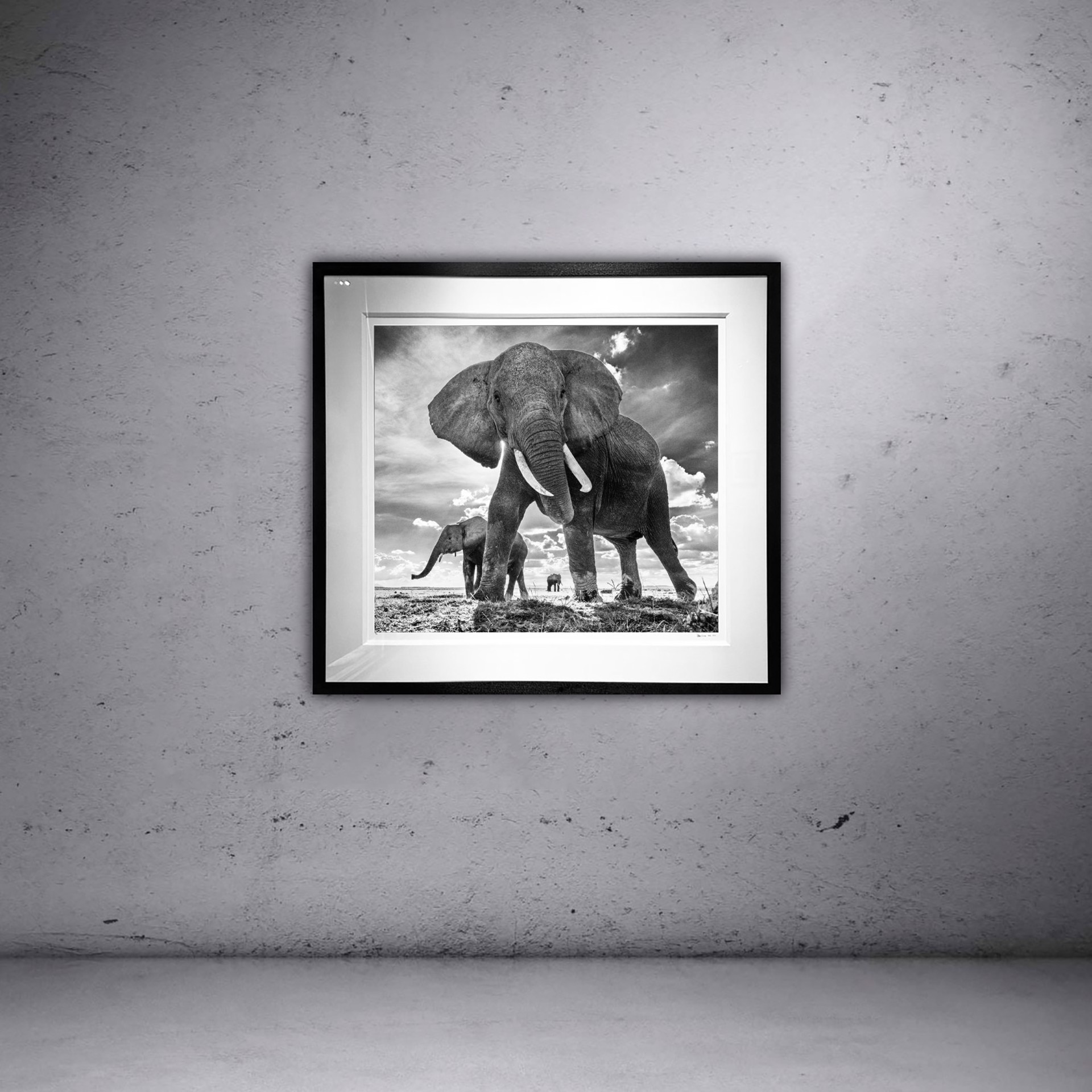 The Untouchables by David Yarrow