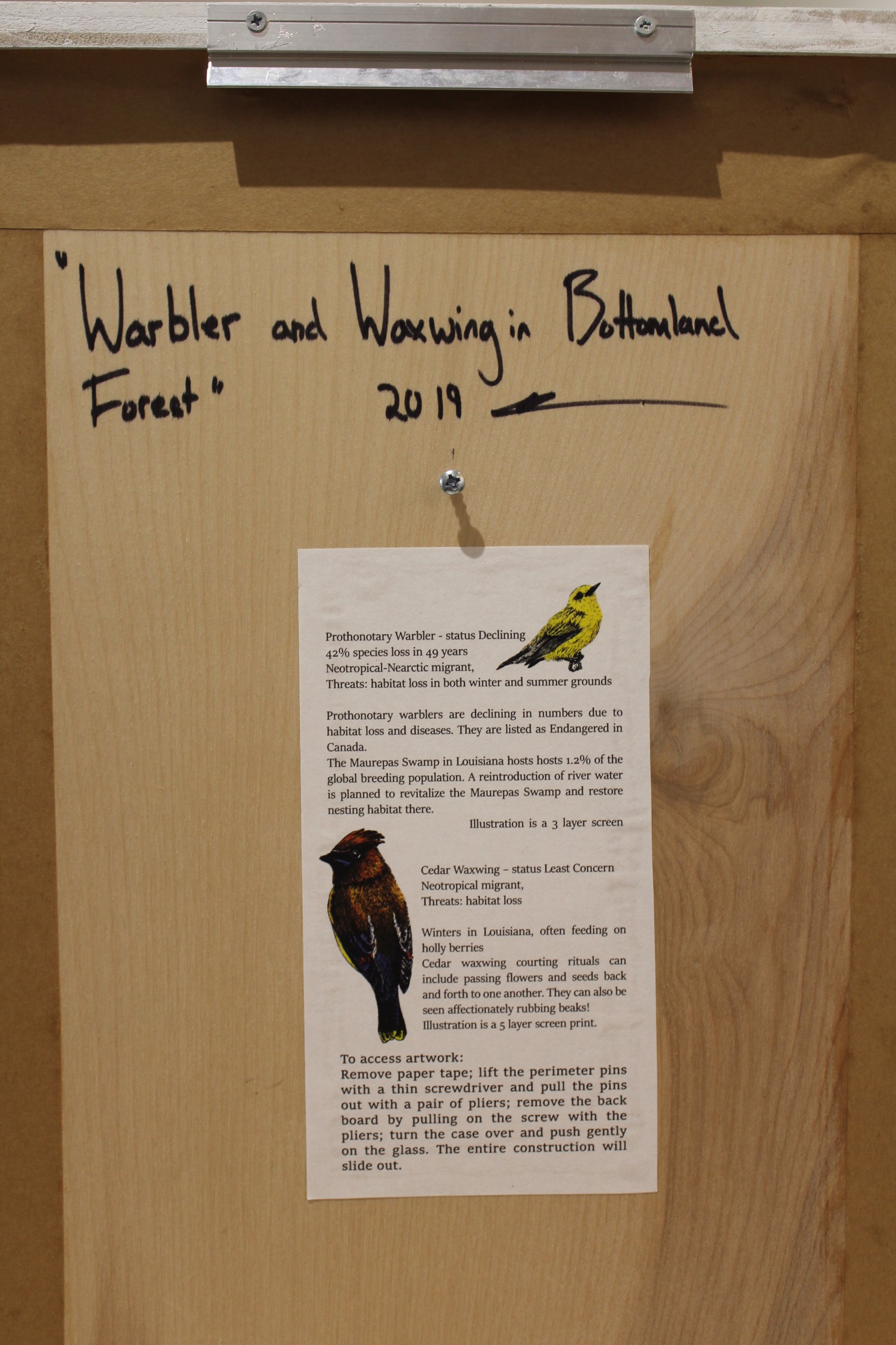 Warbler and Waxwing in Bottomland Forest by Pippin Frisbie-Calder