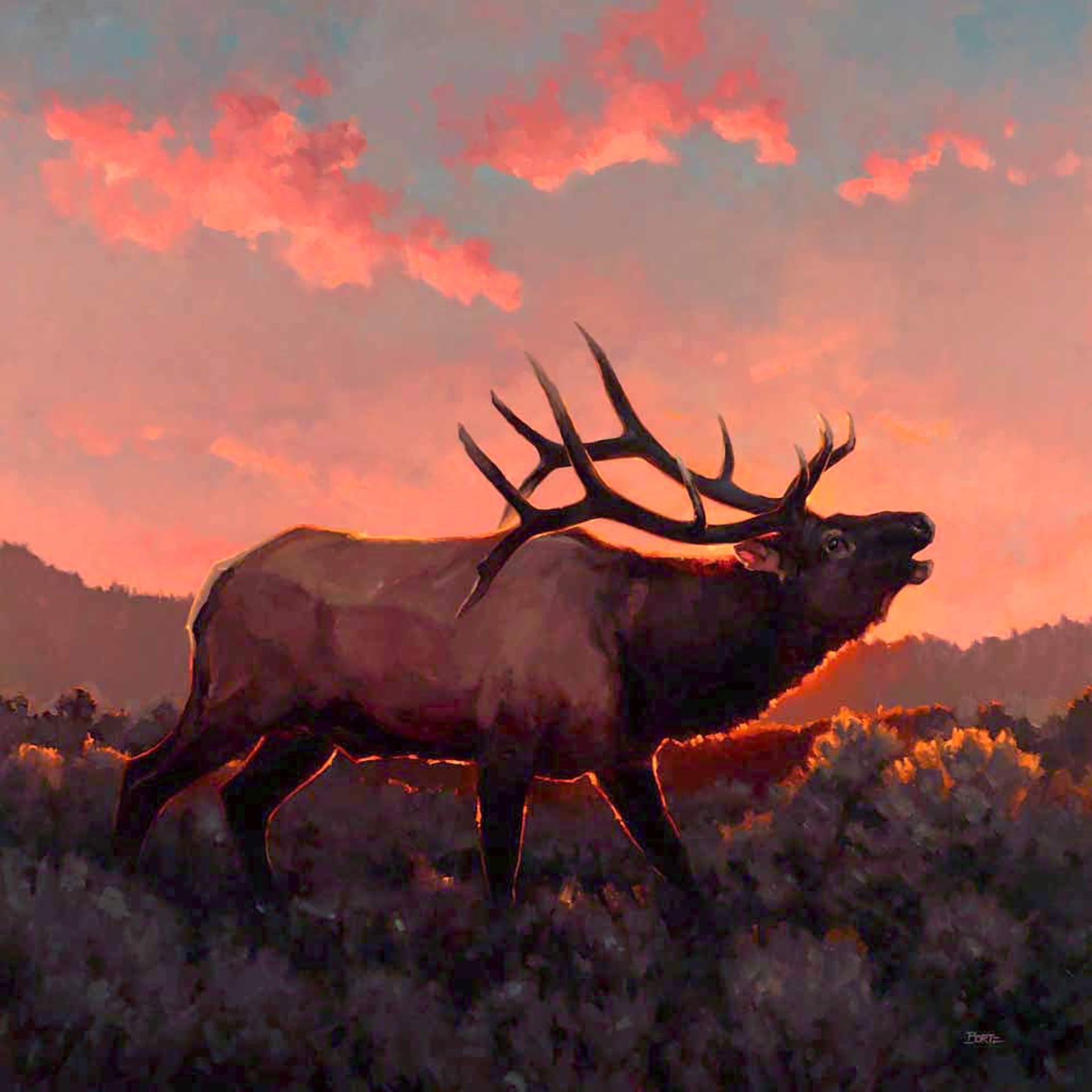 An Original Contemporary Oil Painting Of A Bull Elk Walking Through A Field At Sunset , By Jim Bortz 