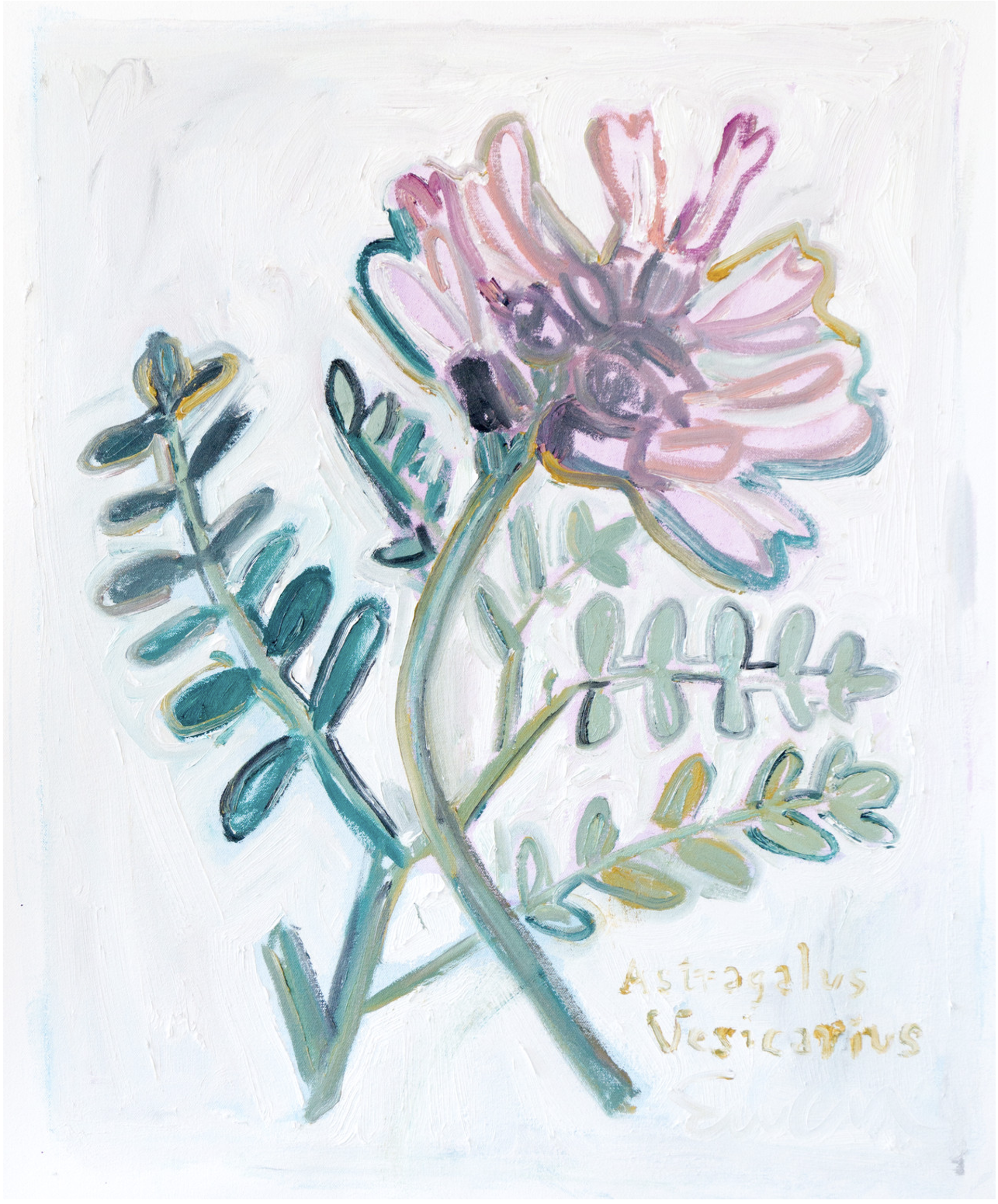 Astragalus Vesicarius by Anne-Louise Ewen