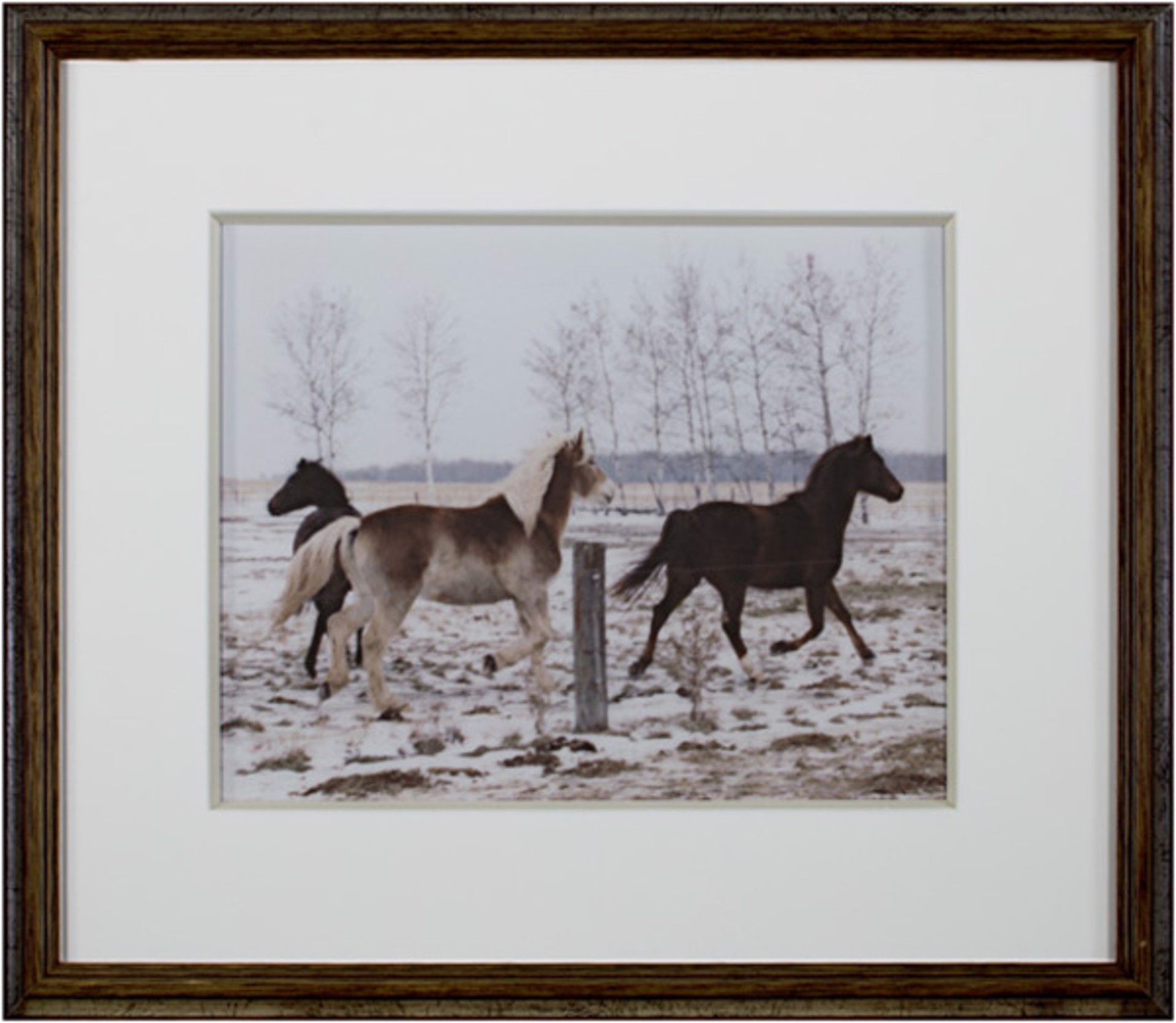 Jacob's Horses, Ashland, WI by Jacob Obletz