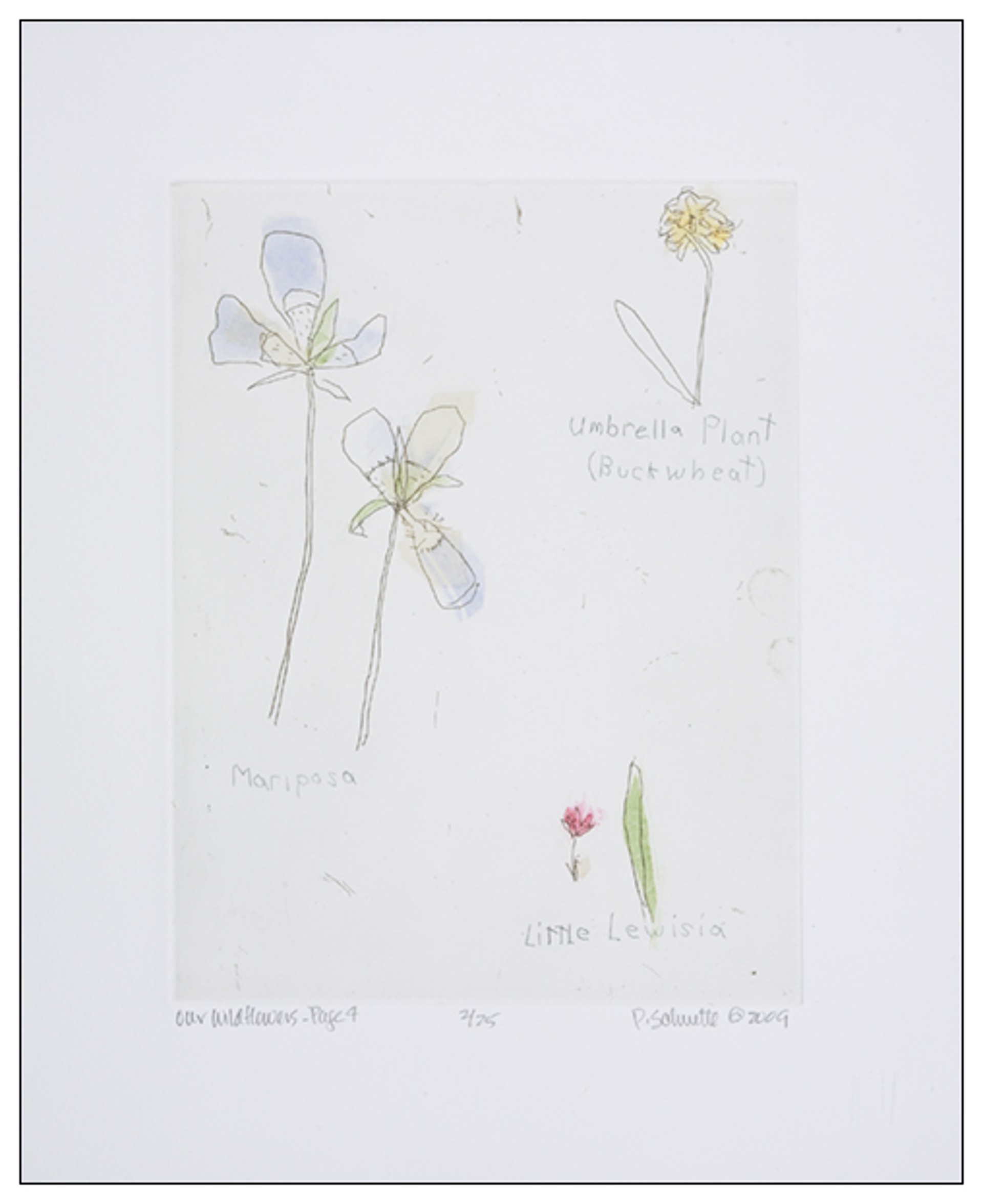 Our Wild Flowers: Page 4 by Paula Schuette Kraemer