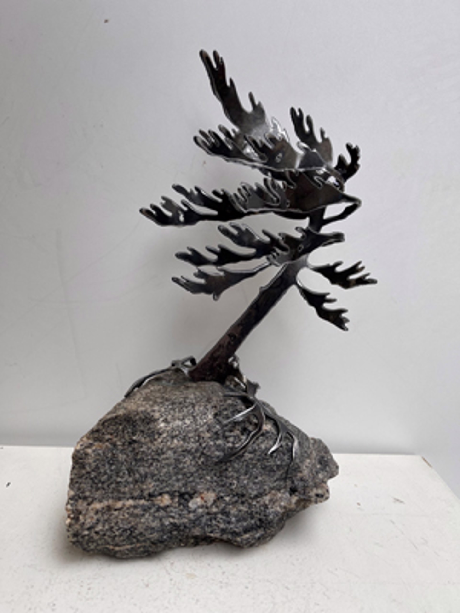 Windswept Pine 660039 by Cathy Mark