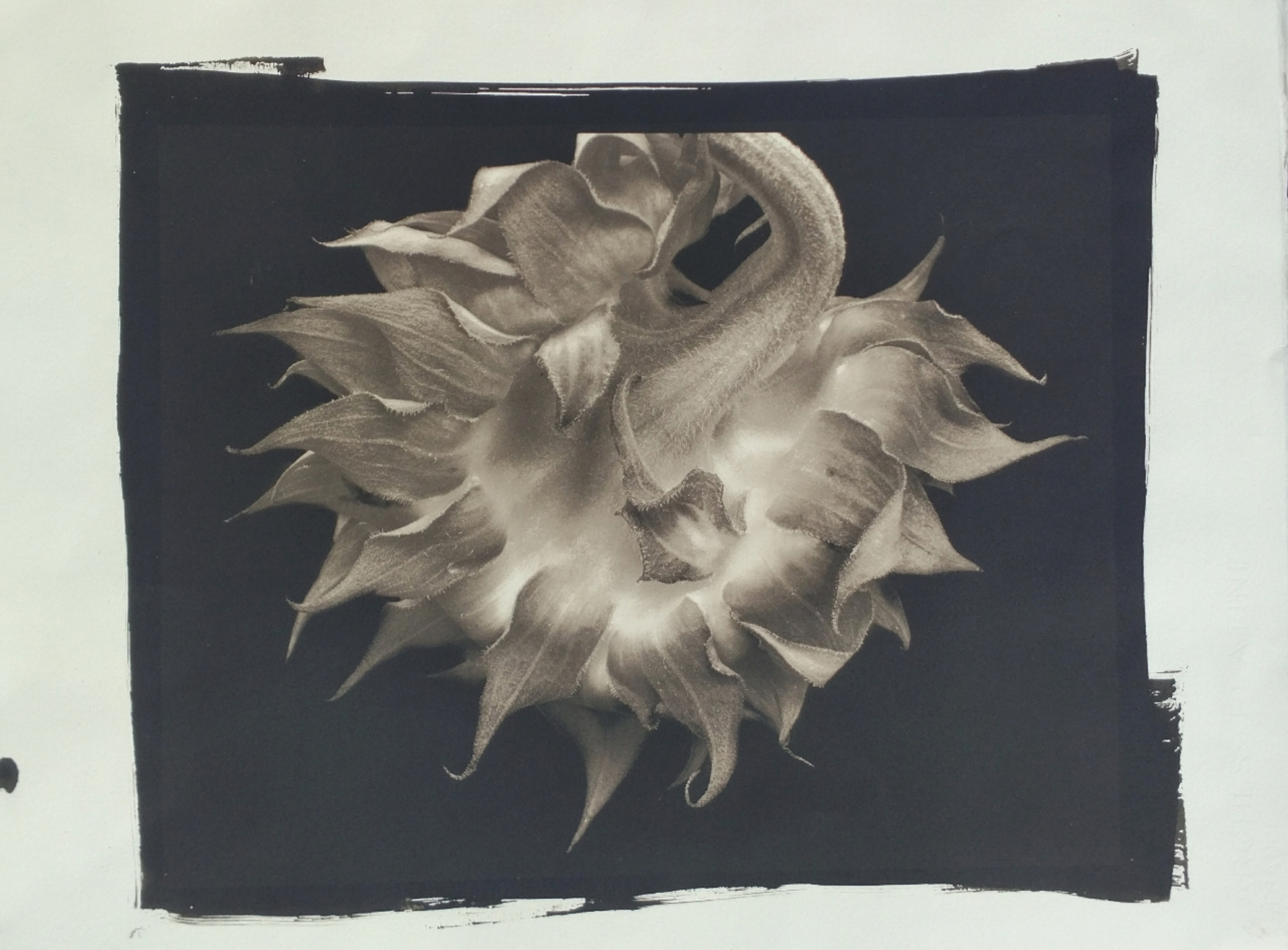 (#89) Sunflower (1/34) by Frank Hunter