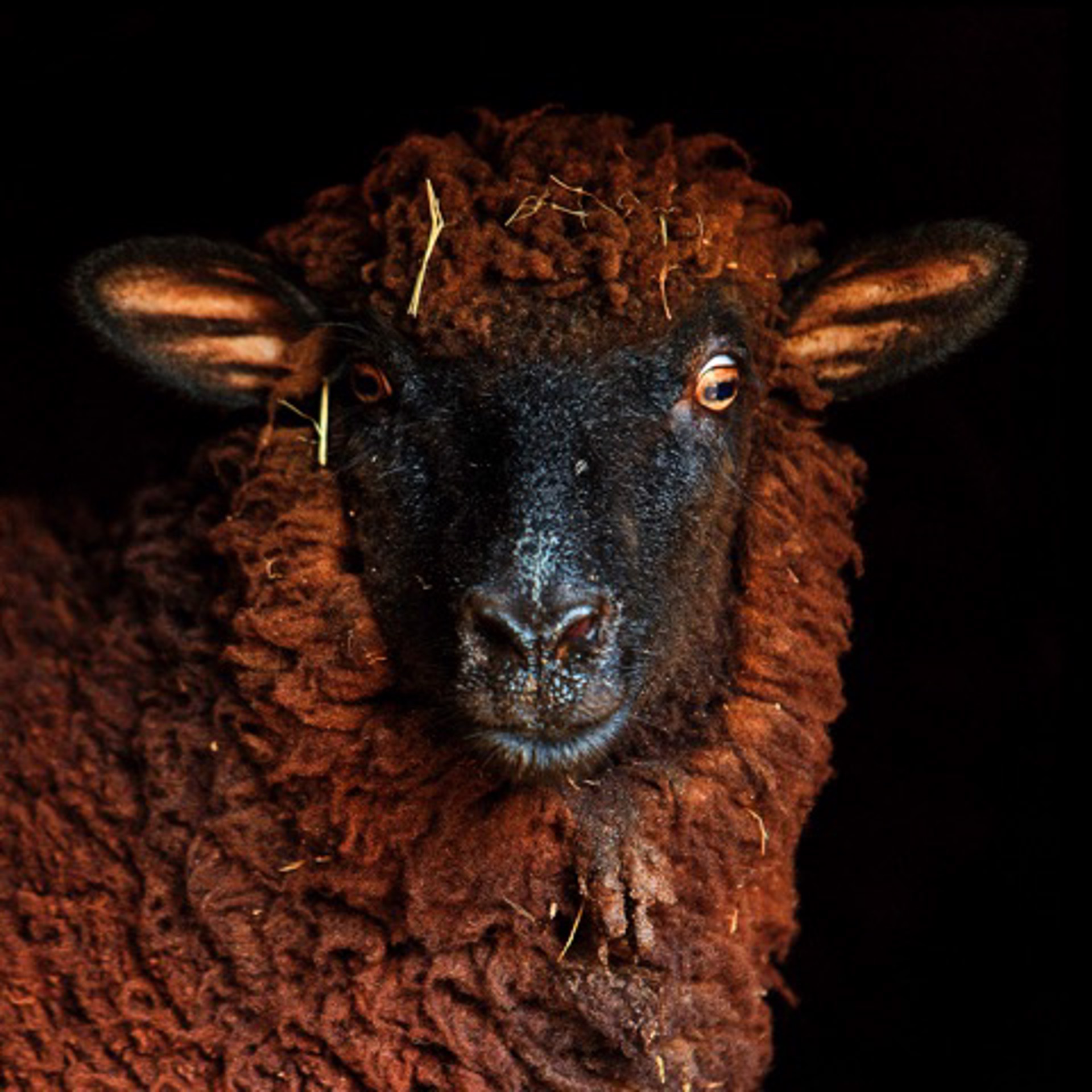 "Pearl" Sheep Portrait by Rob Brinson