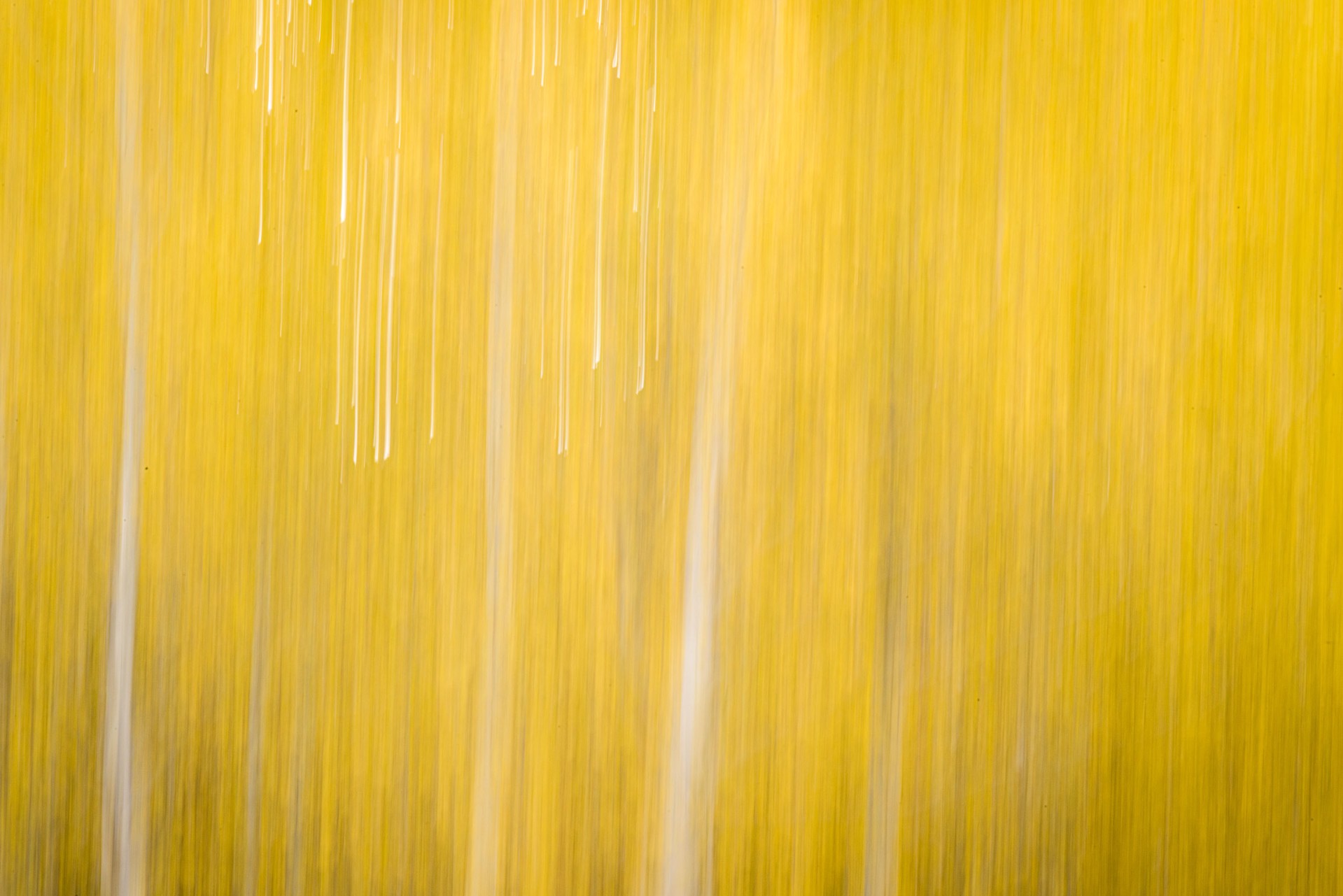White Streaks Through Bright Yellow Like Falling Stars, Abstract Photography Printed On Metal Of Fall Aspen Trees By Dwight Vasel