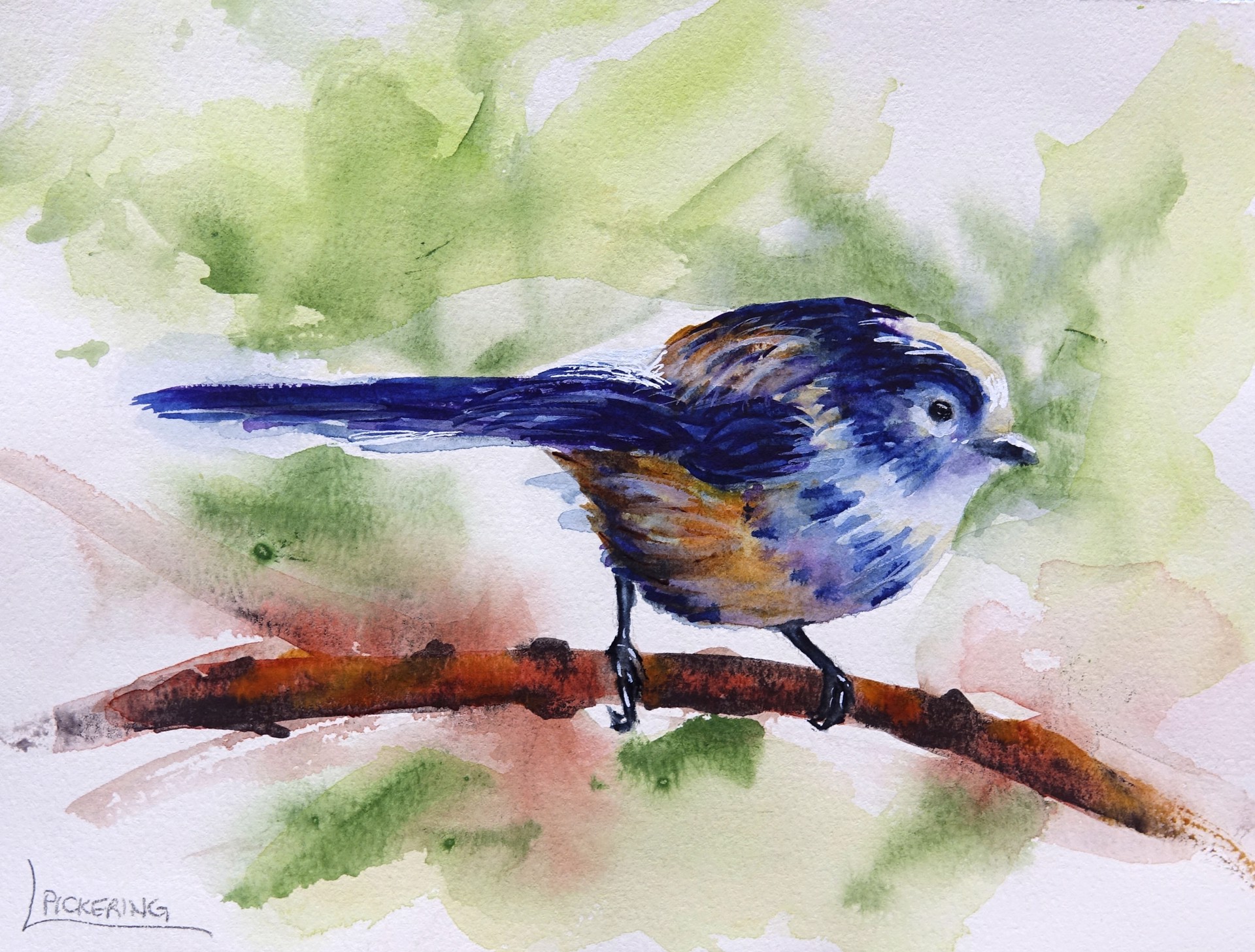 Long-Tailed Tit by Laura Pickering