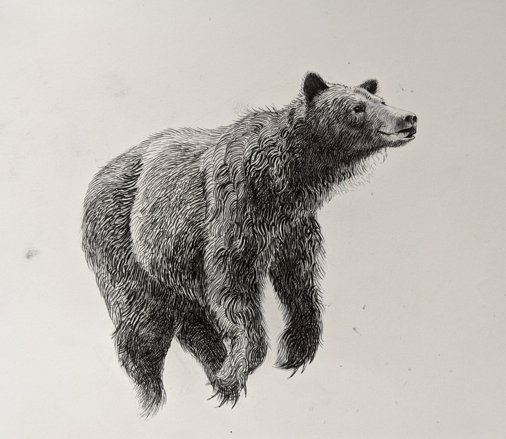Bear II by Caitlin Hurd