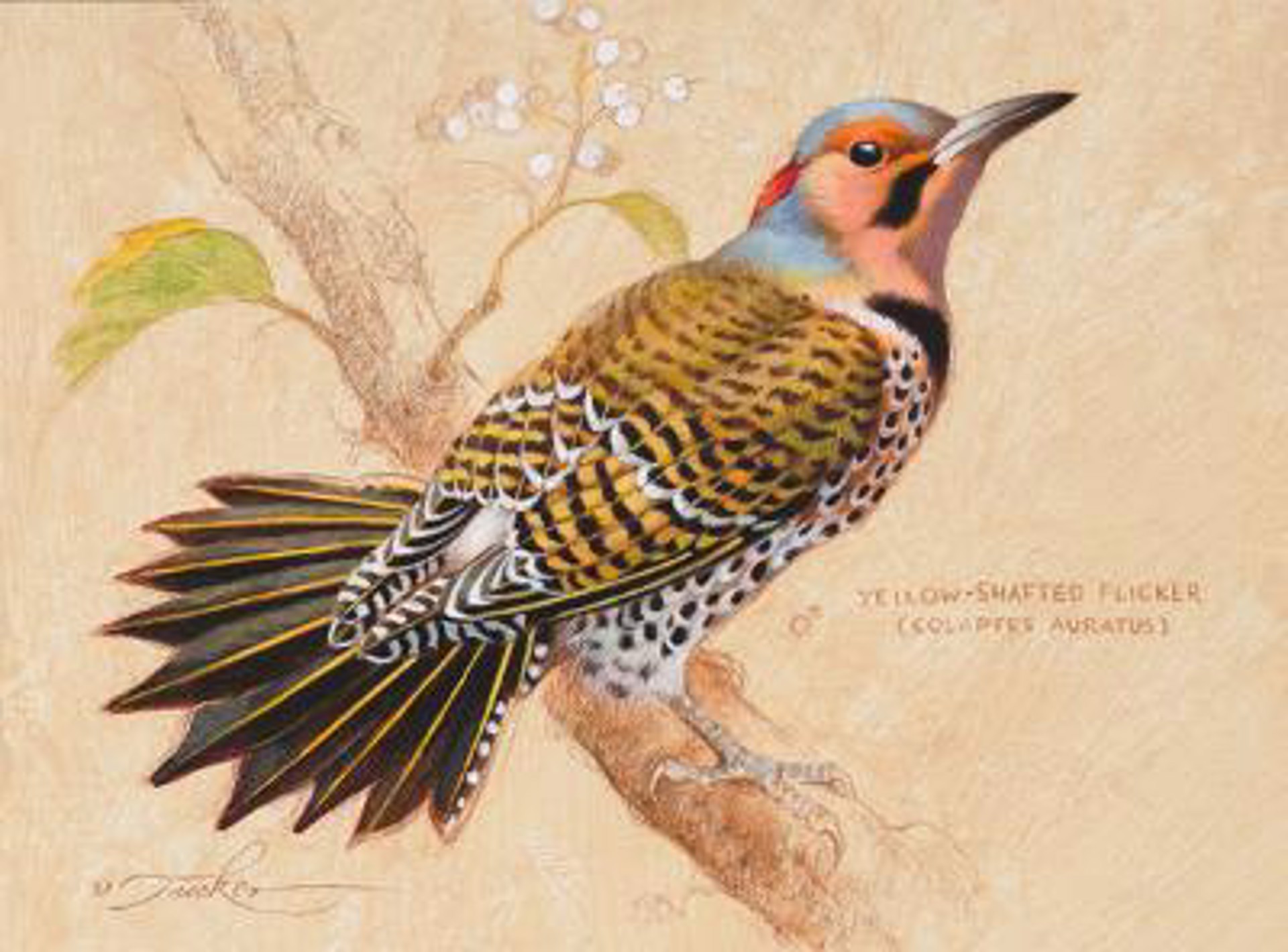 Yellow-Shafted Flicker #2 by Ezra Tucker