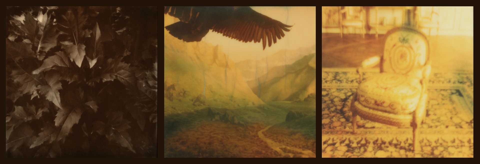 Raptors and Songbirds (Gold) by Lori Van Houten