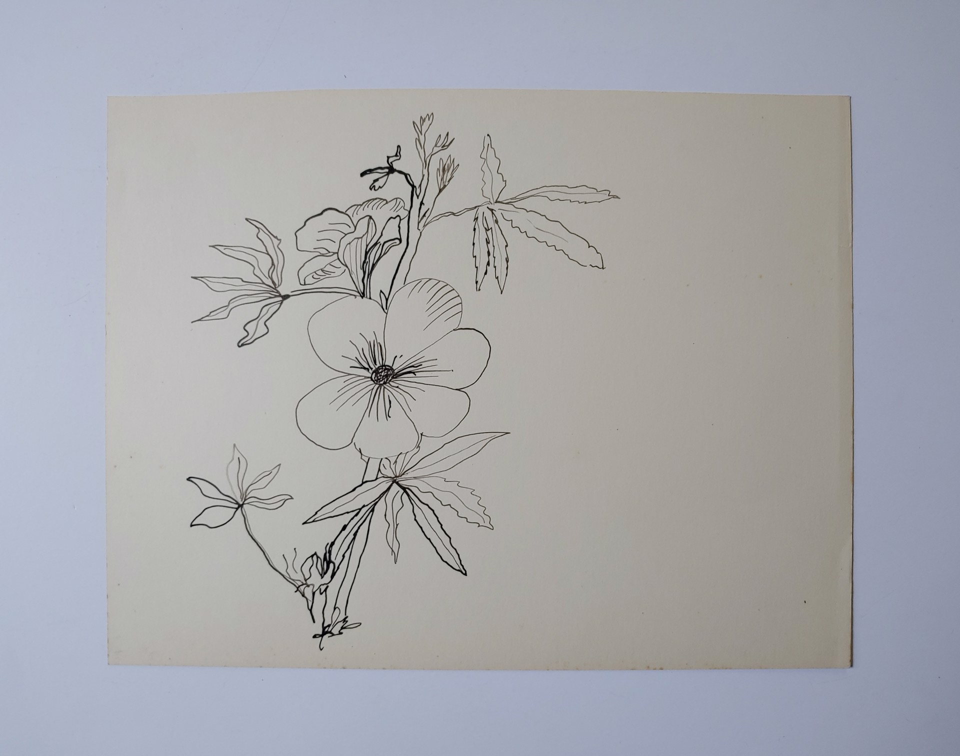 Flower Ink Drawing by David Amdur