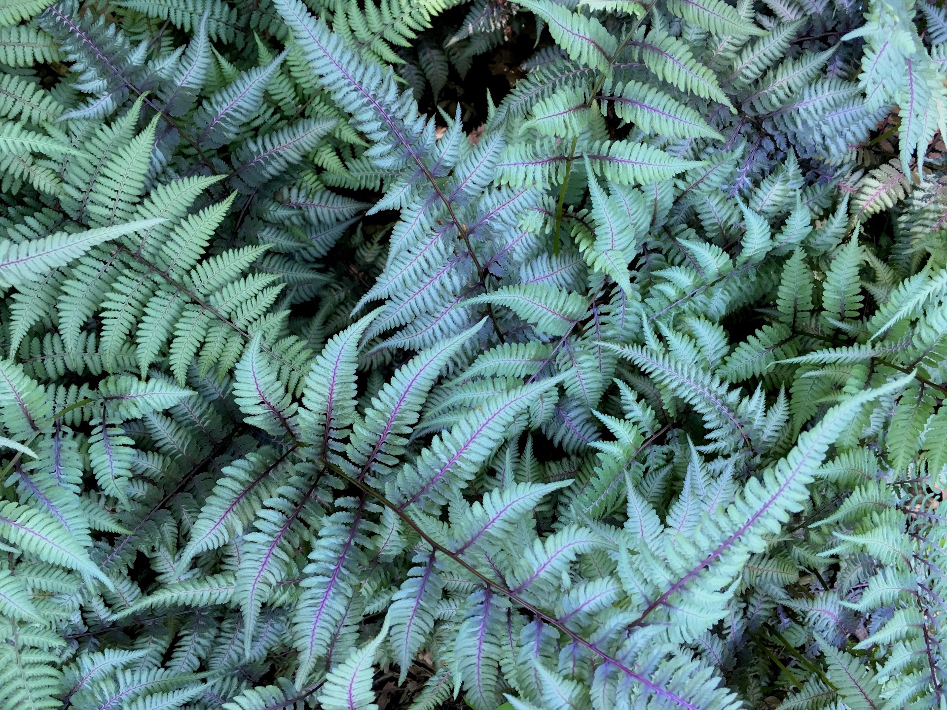 Japanese Painted Ferns by Amy Kaslow