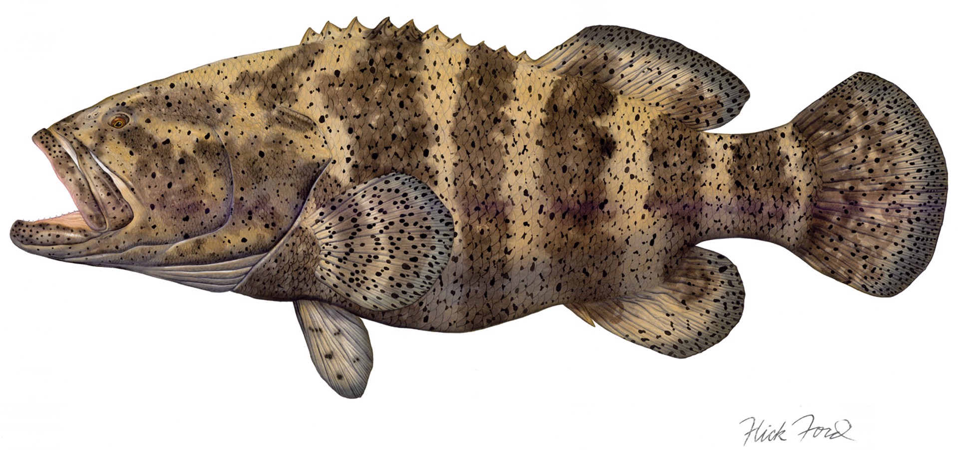 Goliath Grouper by Flick Ford