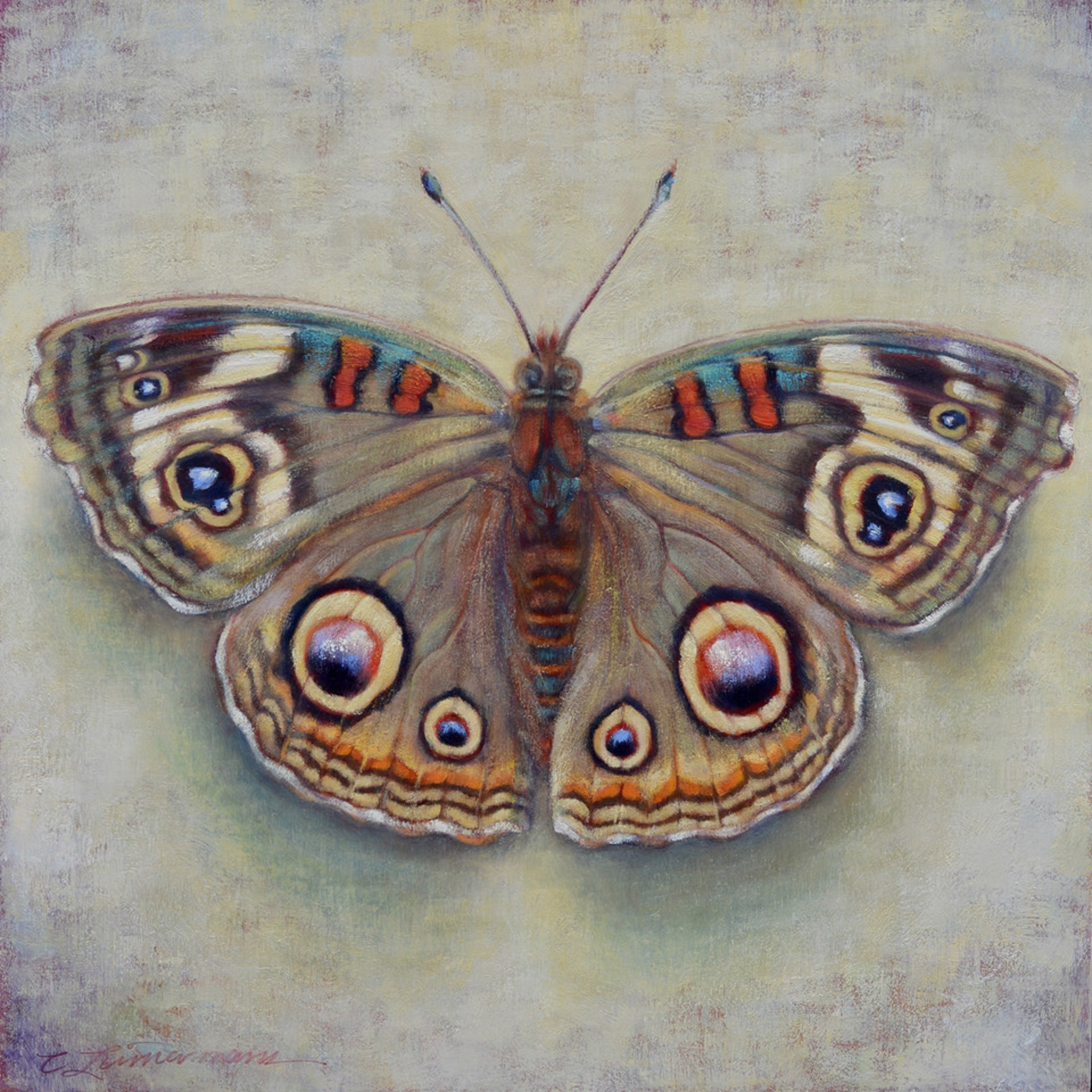 Buckeye Butterfly by Caroline Zimmermann