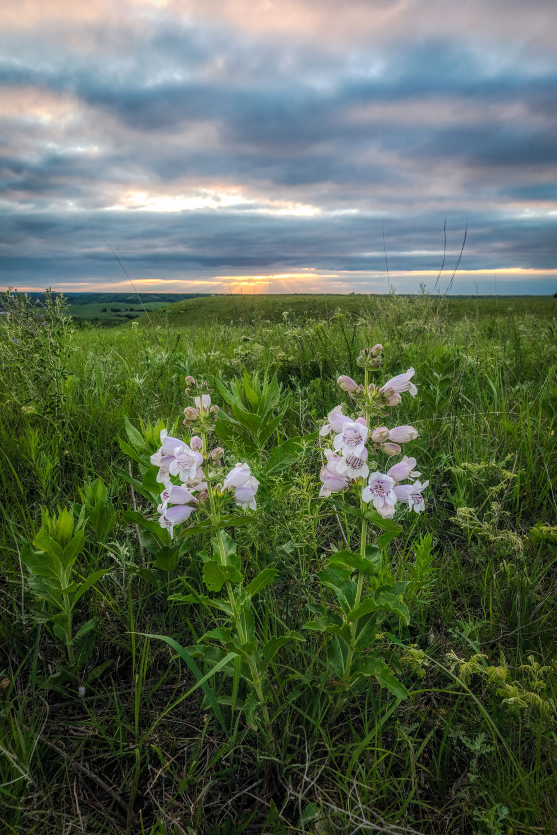 Wildflowers and a Bit of Sunlight by Scott Bean