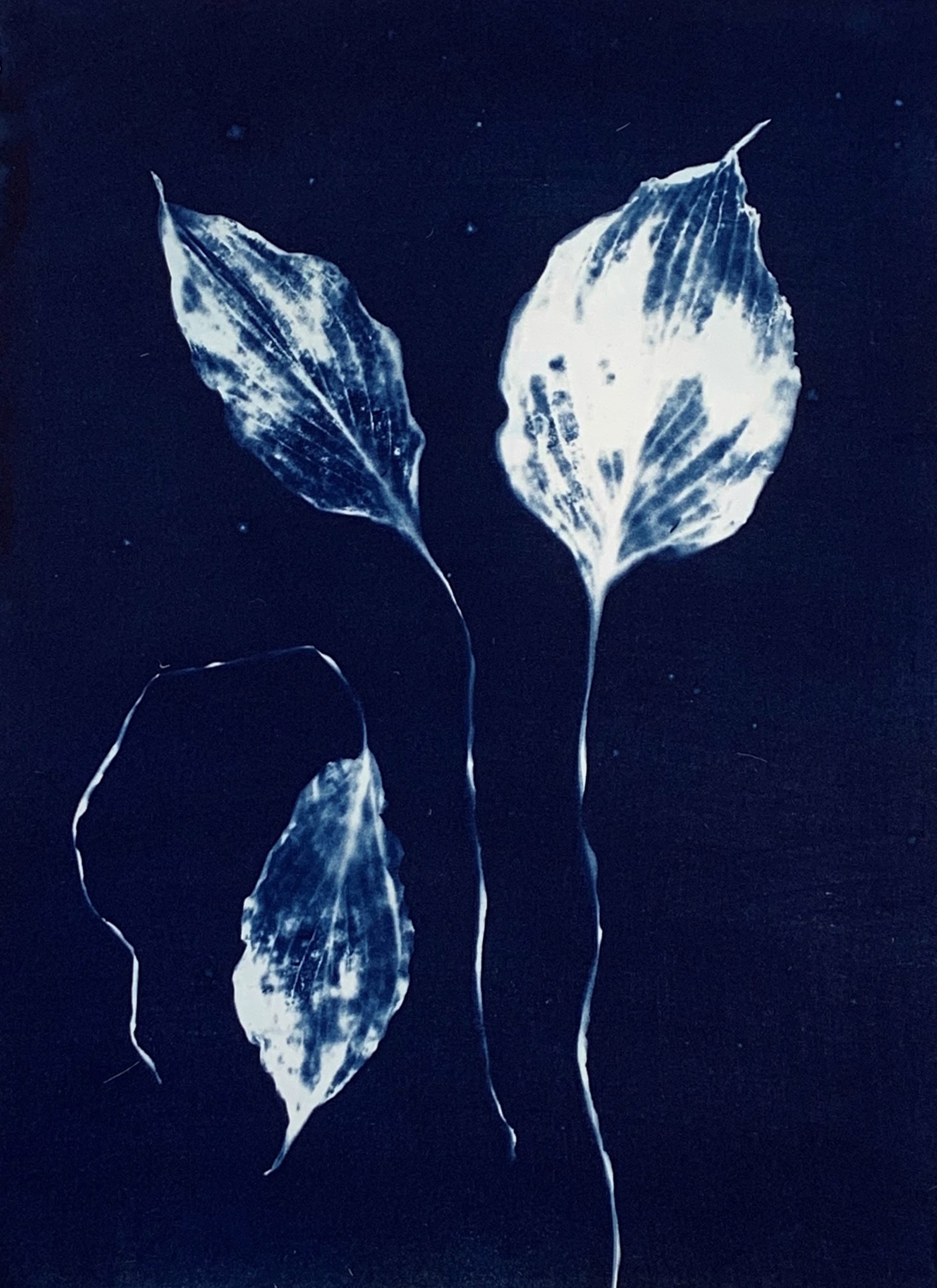 Three Leaves by Renee Stramel